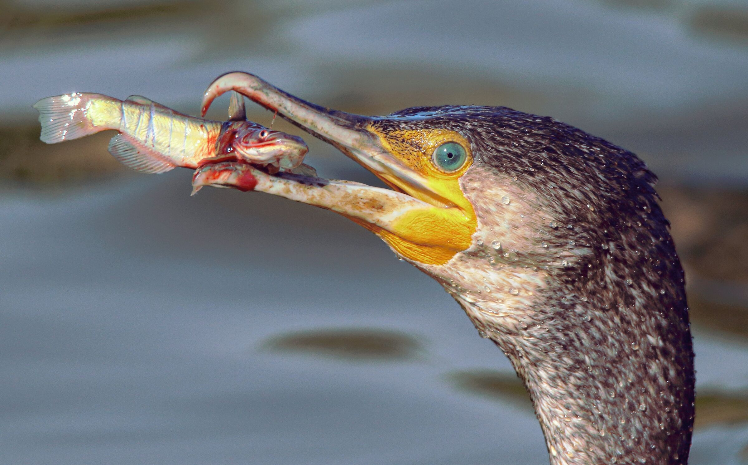 Il cacciatore di gatti
