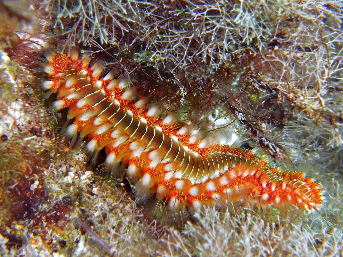 Hermodice carunculata1