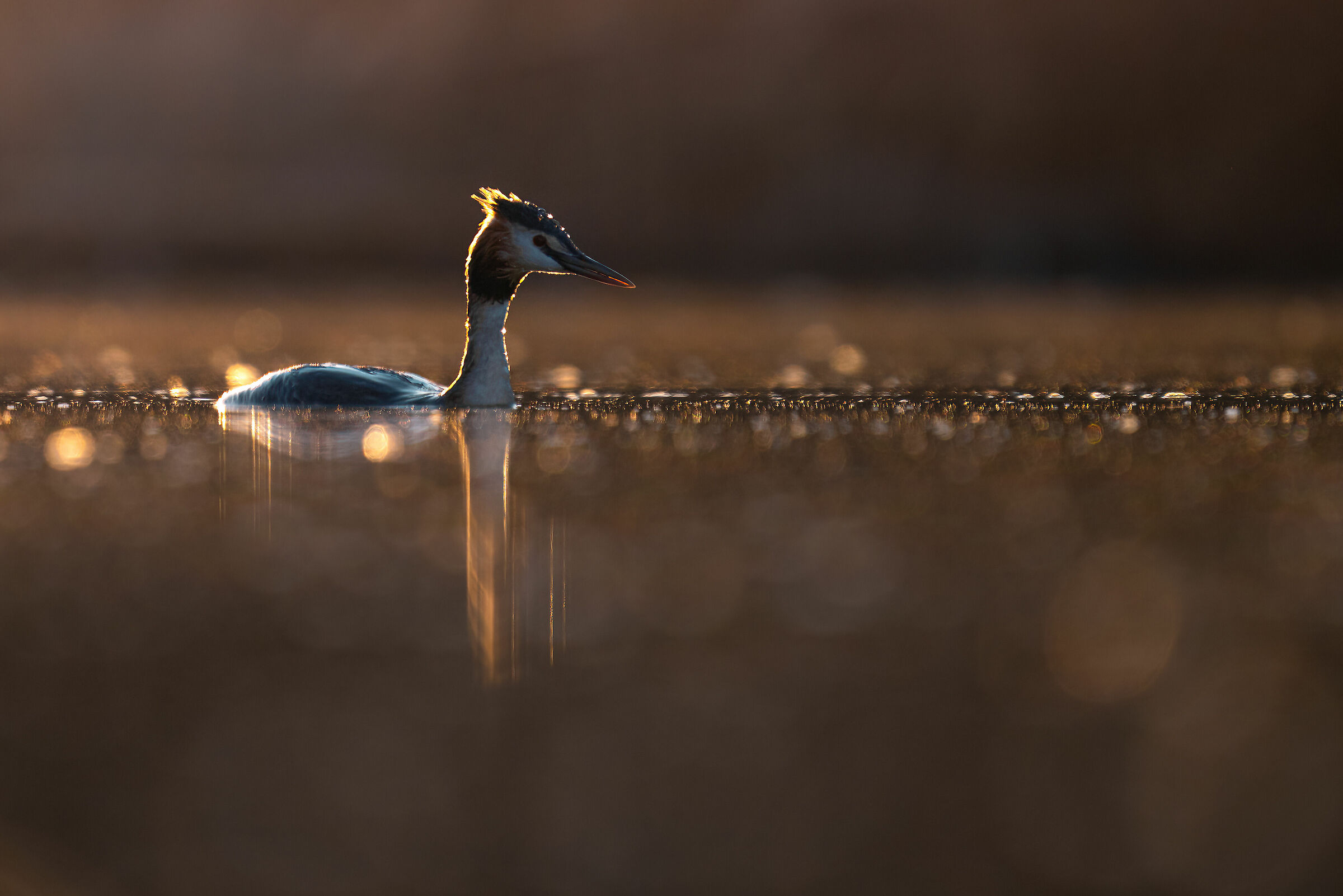 Grebe at the last light of sunset ??