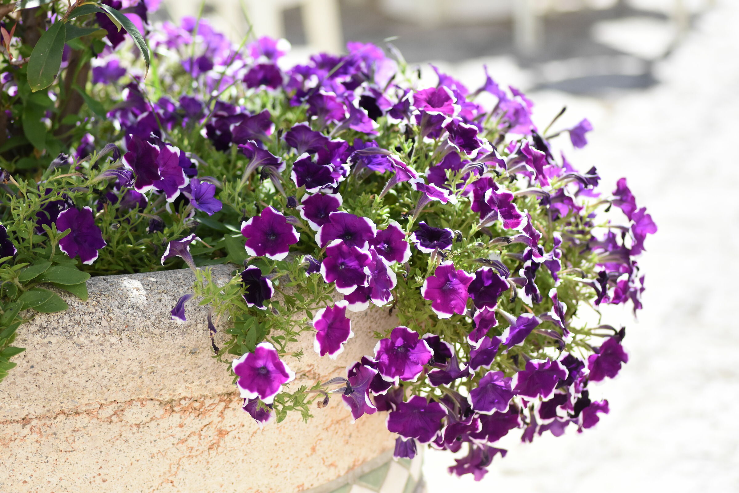 Crop 150 " 1/8 Mila",Tokina 100 F. 2.8 Atx-i- NK D...