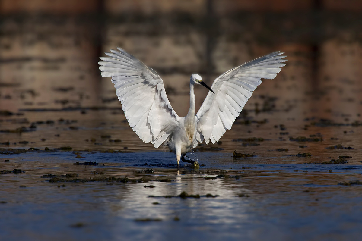 egret happy