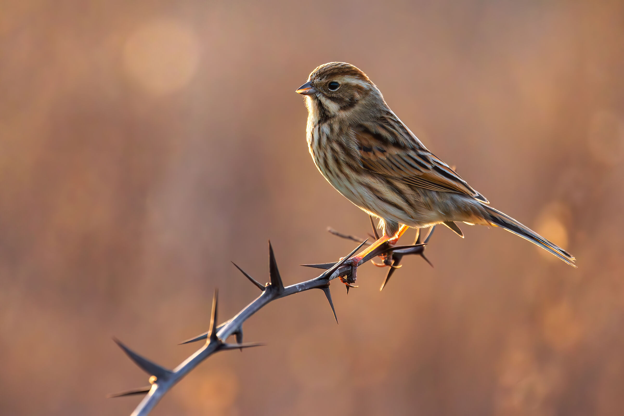 Migliarino di Palude test 100-500 iso 8000
