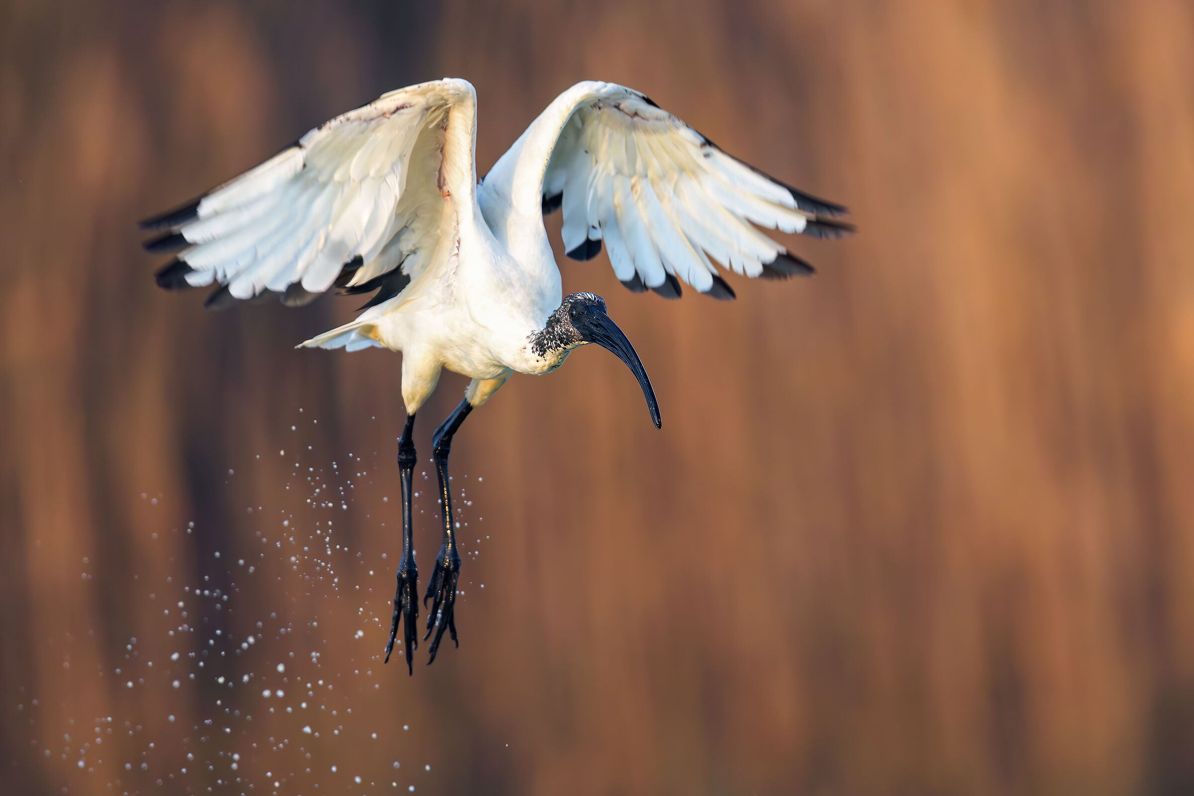 Ibis Sacro nella nebbia