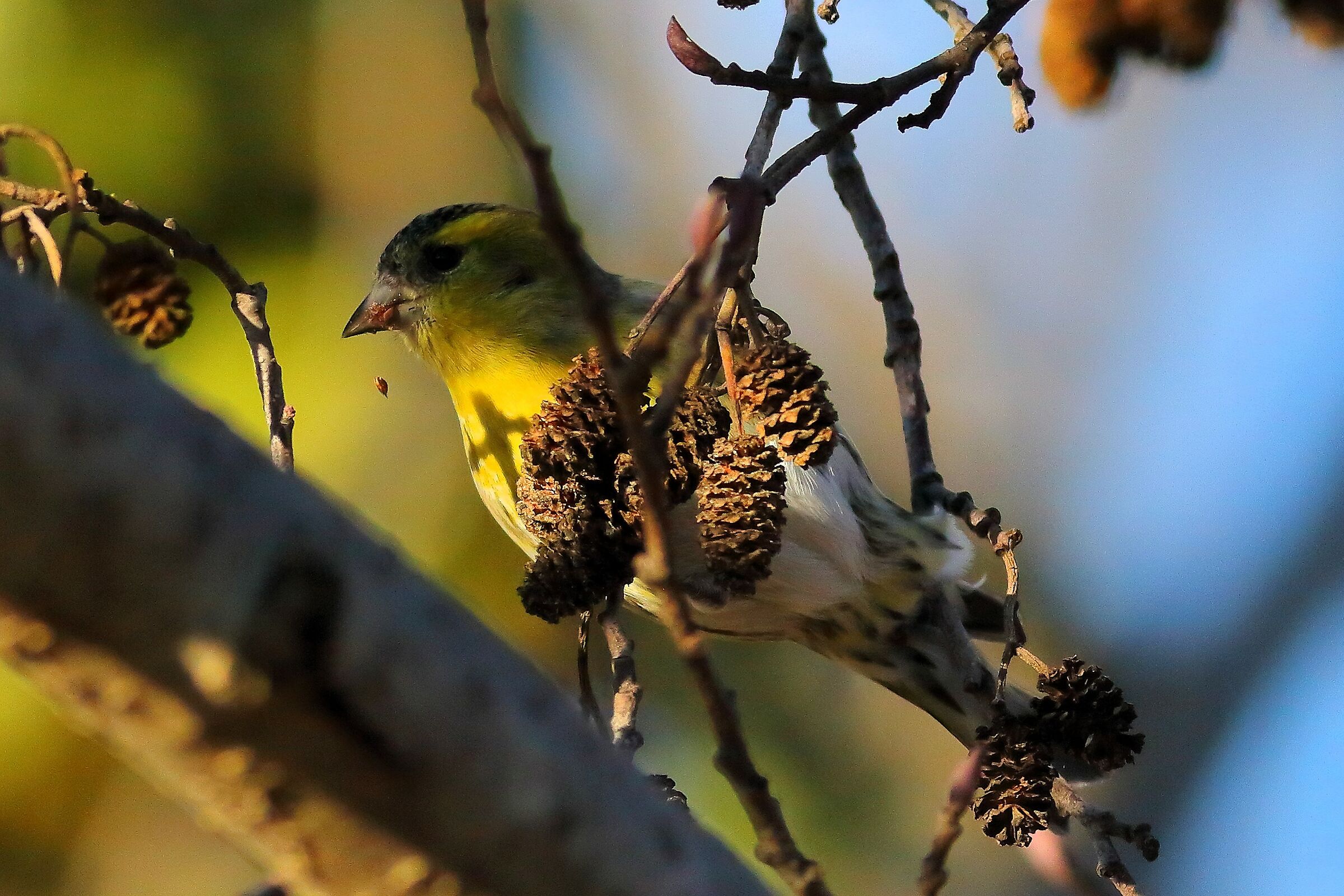 Lucherino 19-12-2023