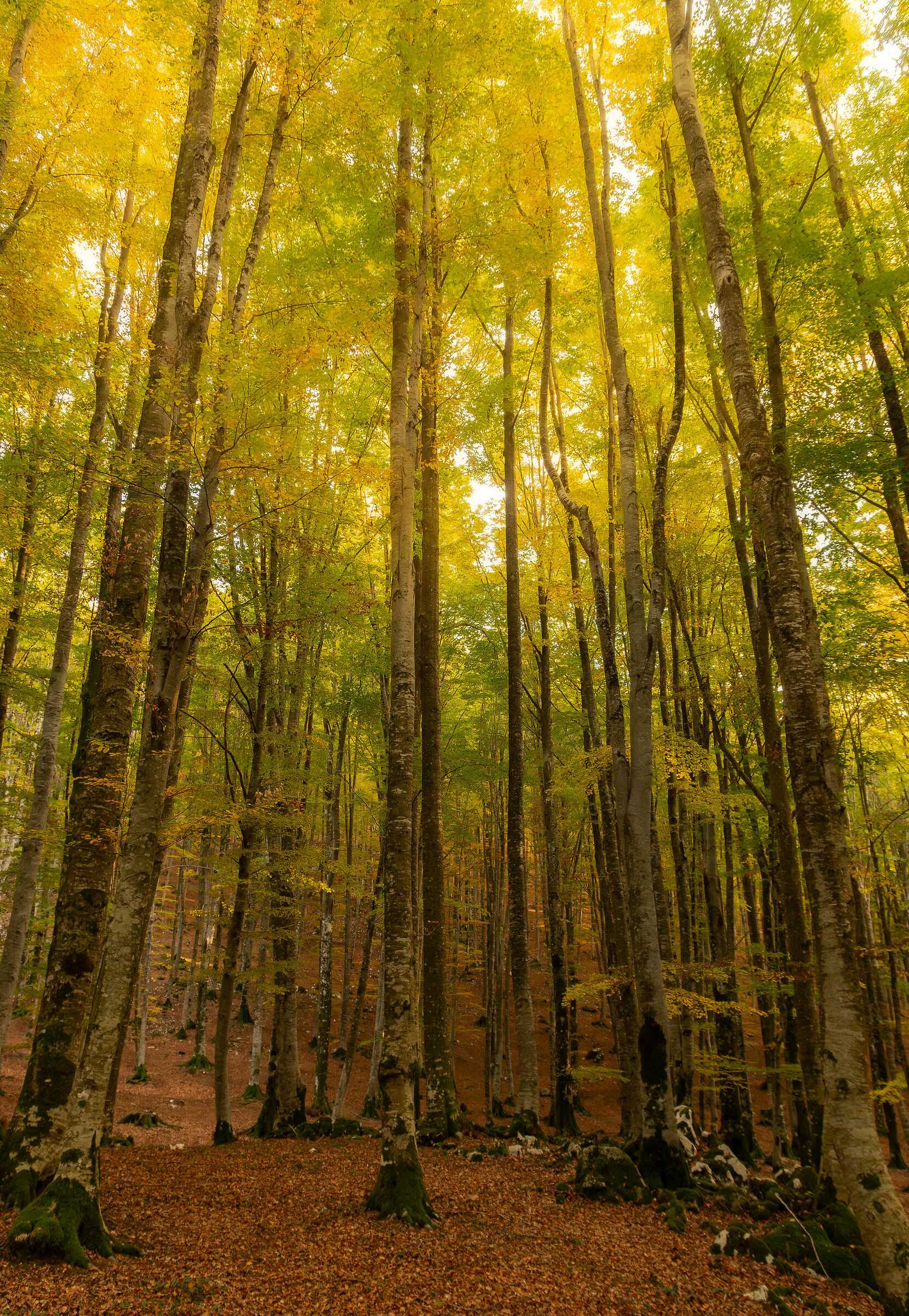 Prato di Campoli, autumn.