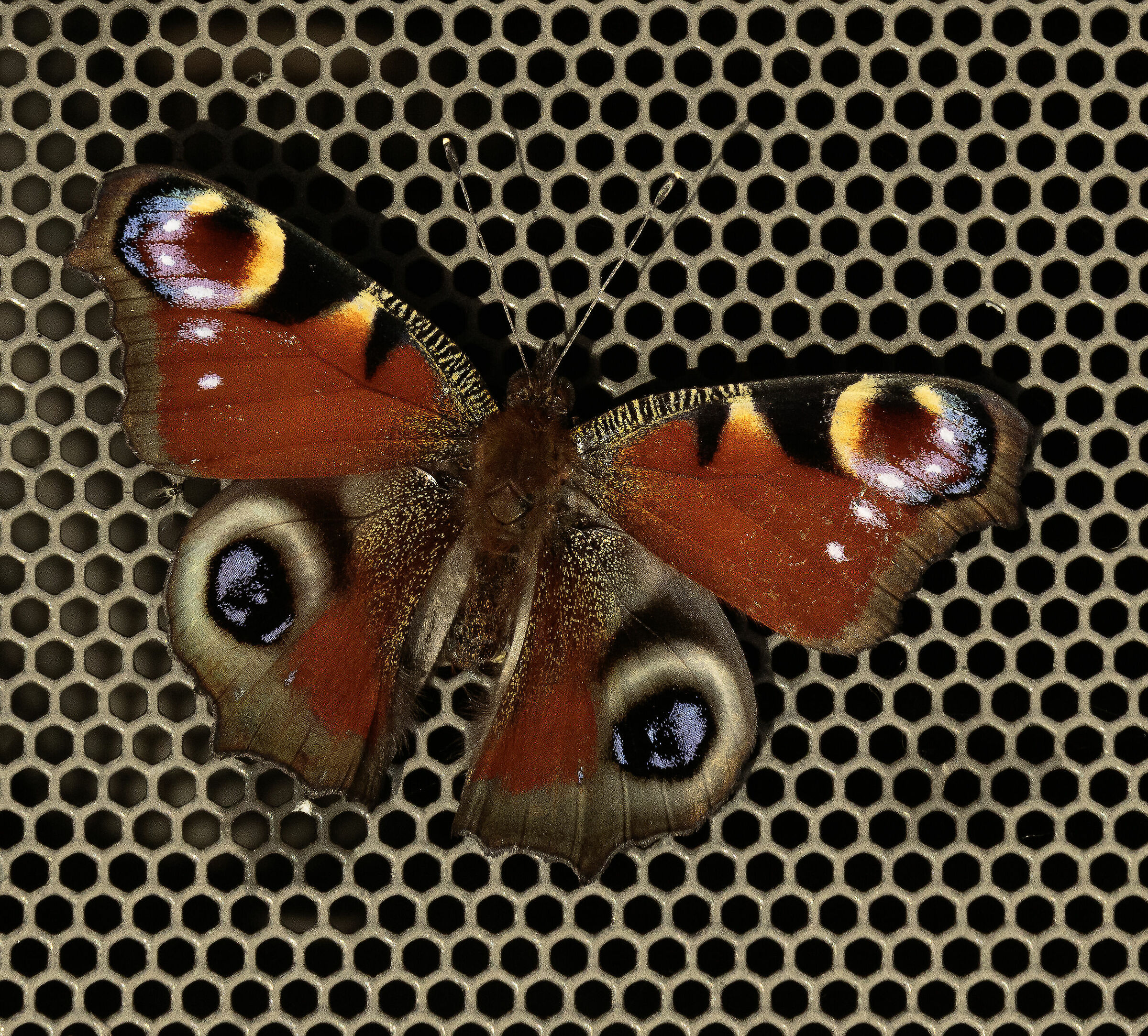 Vanessa io o Peacock Eye Senago MI 9/10/2023