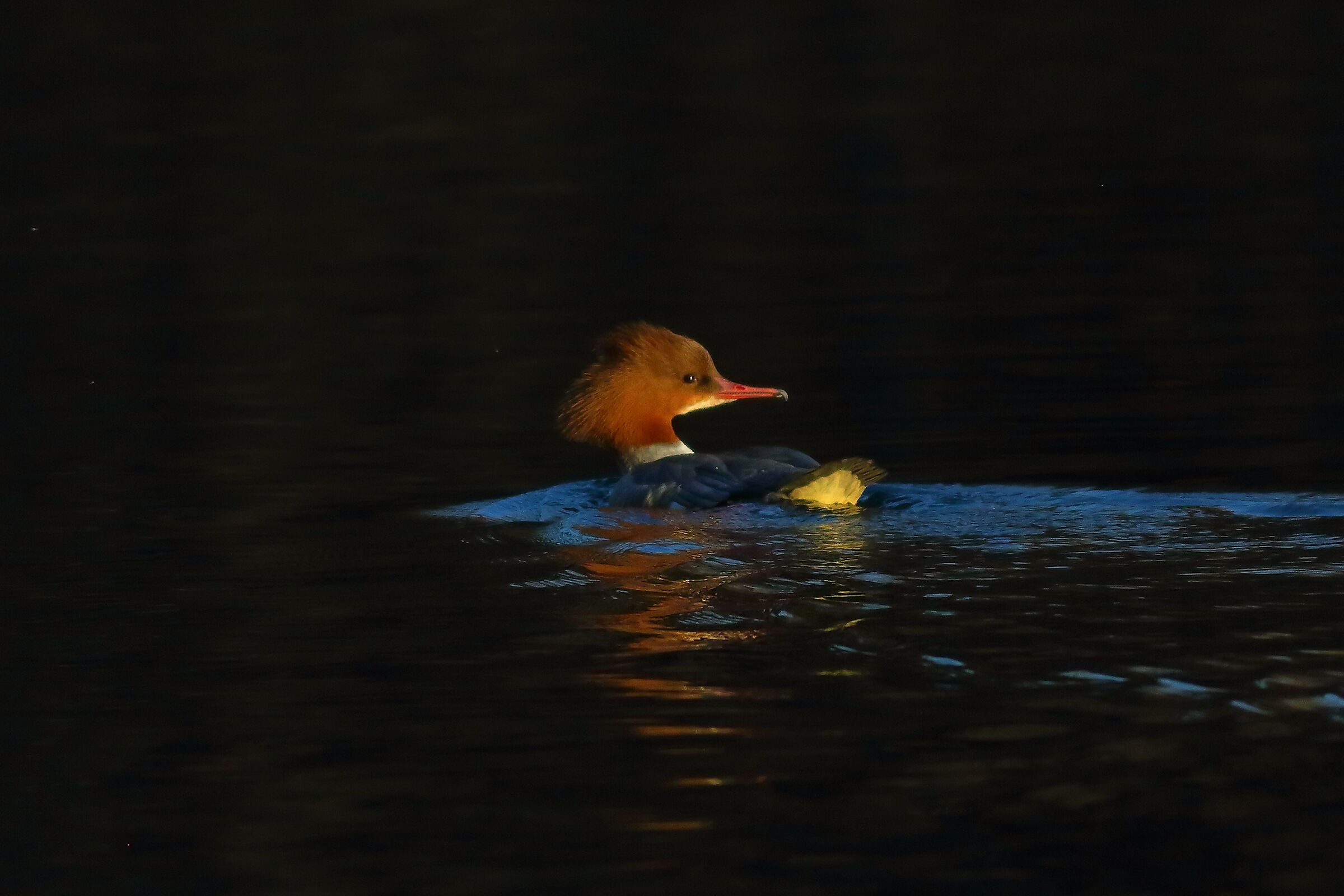 Merganser F 19-12-2023