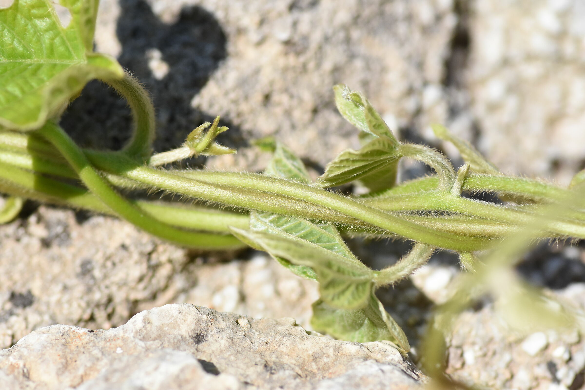 Crop 150 " 1/8 Mila " Tokina 100 F. 2.8 Atx-i-NK D...