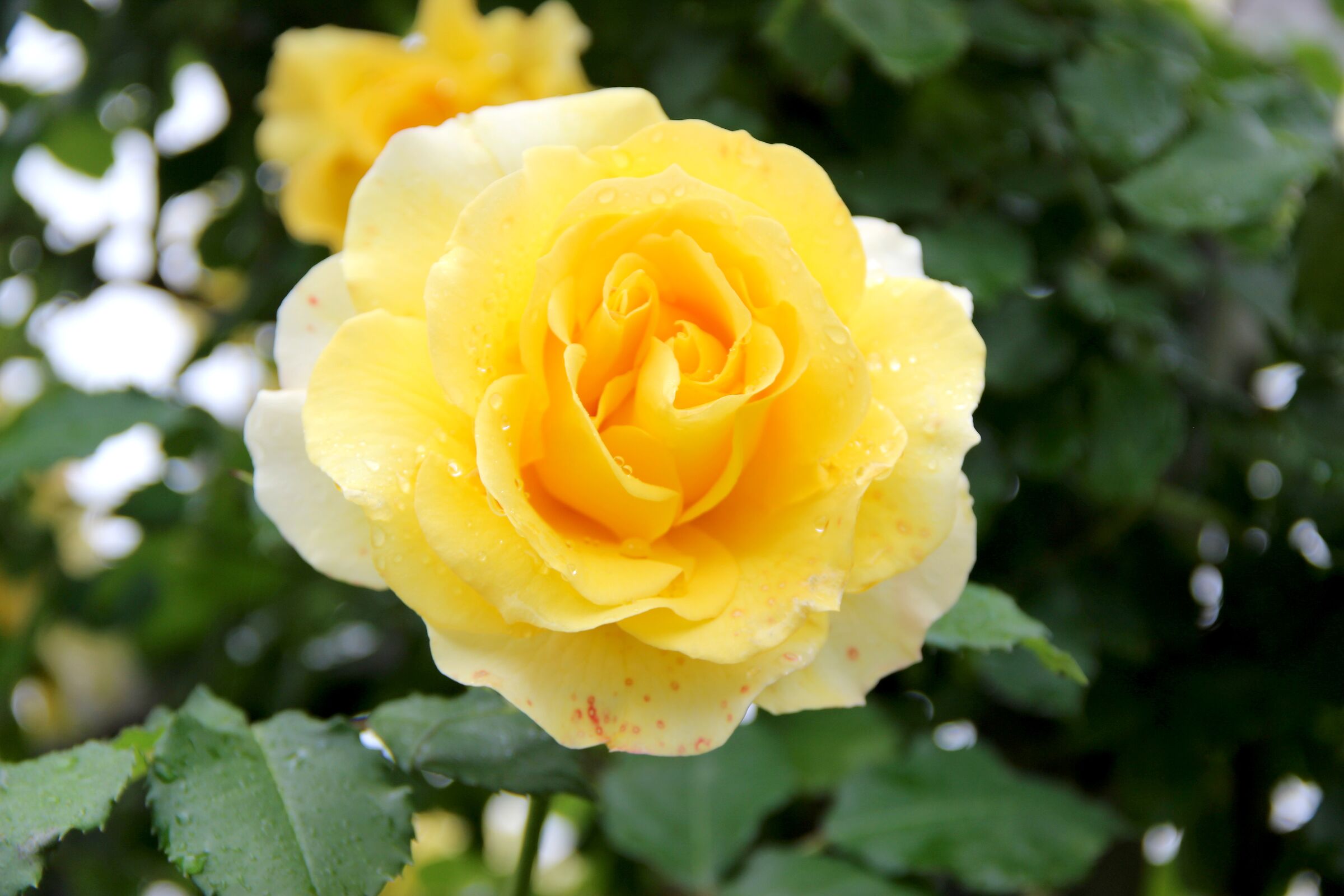 Yellow Rose.....