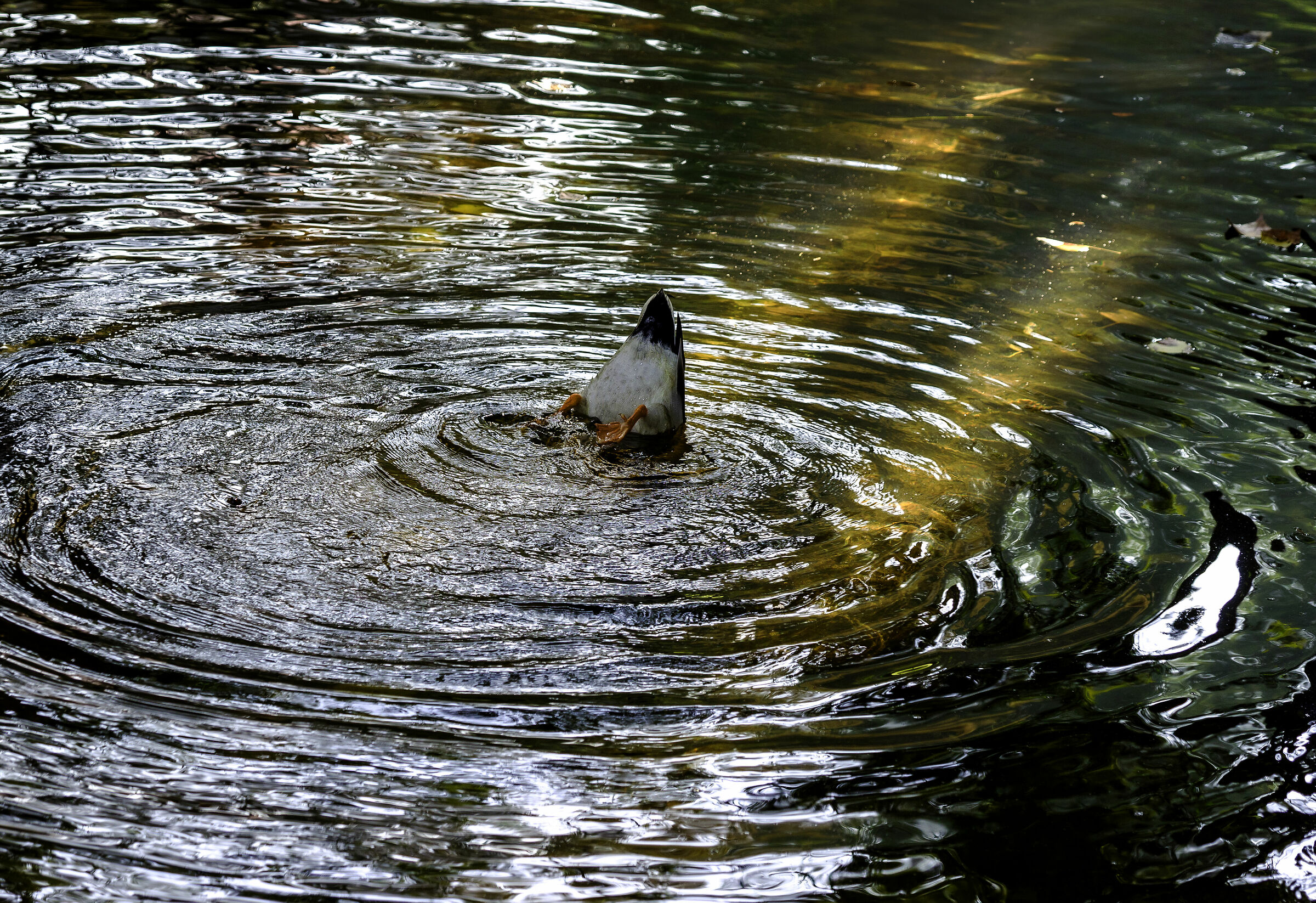 Rich dish, I'm going to stick in it...