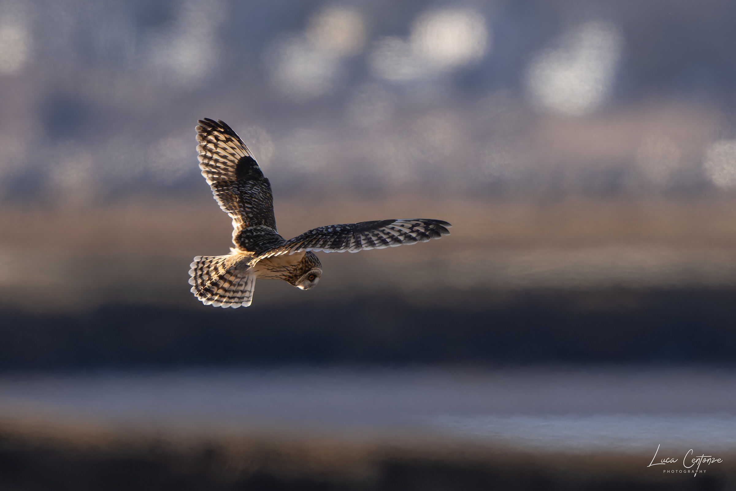 Short-eared Owl, Short-eared Owl (Asio flammeus)
