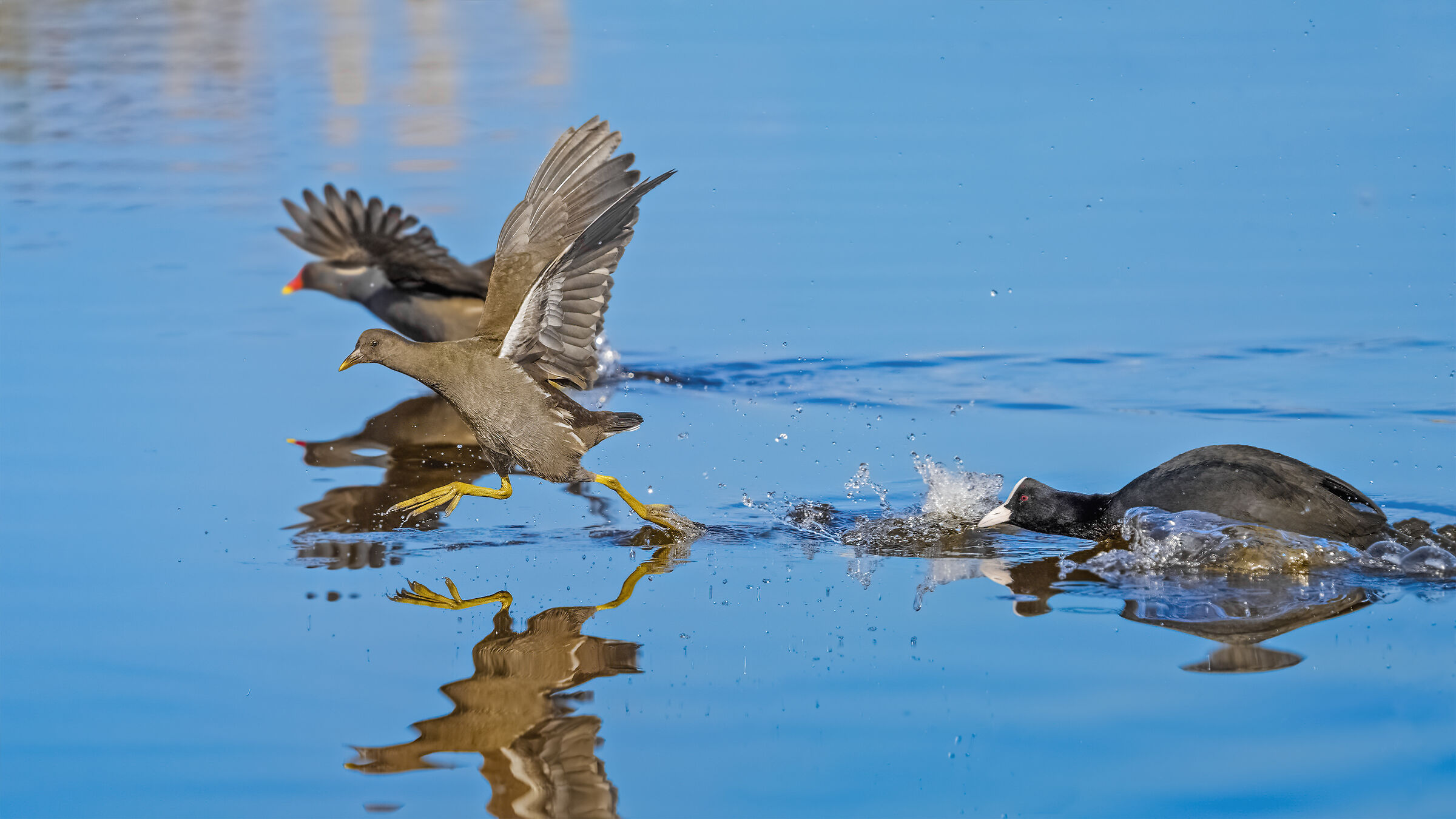 Folaga contro gallinelle