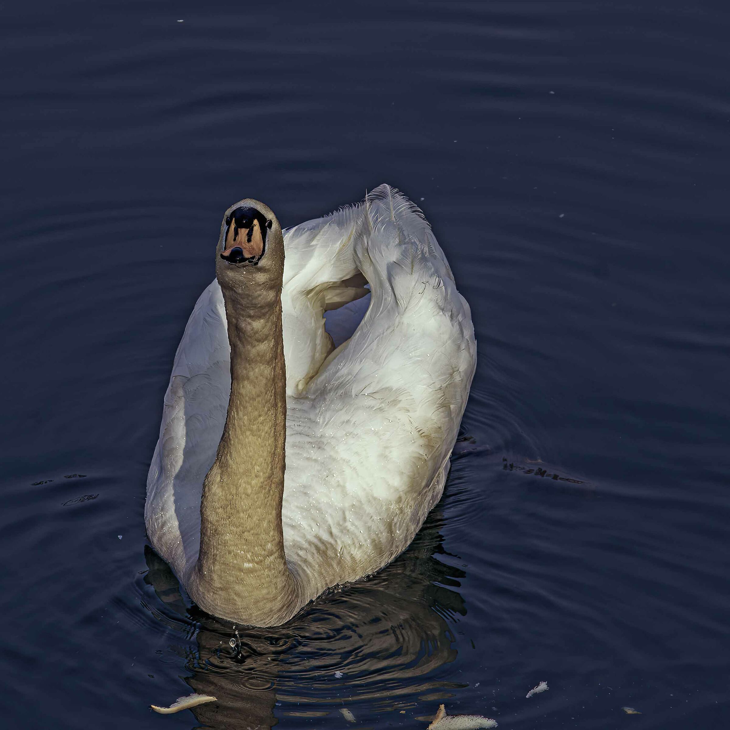 Un insolito ritratto