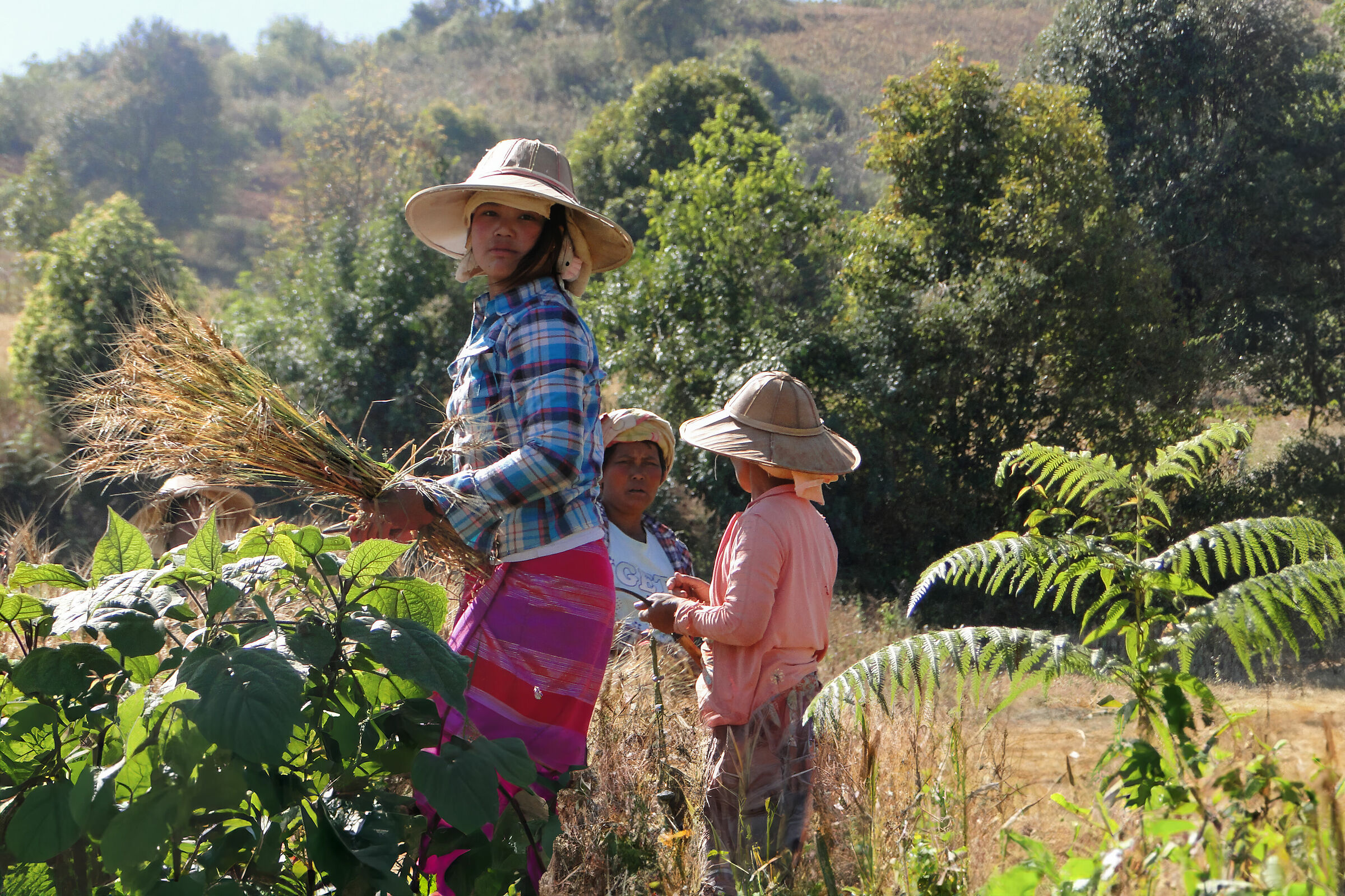 Women at work in the fields