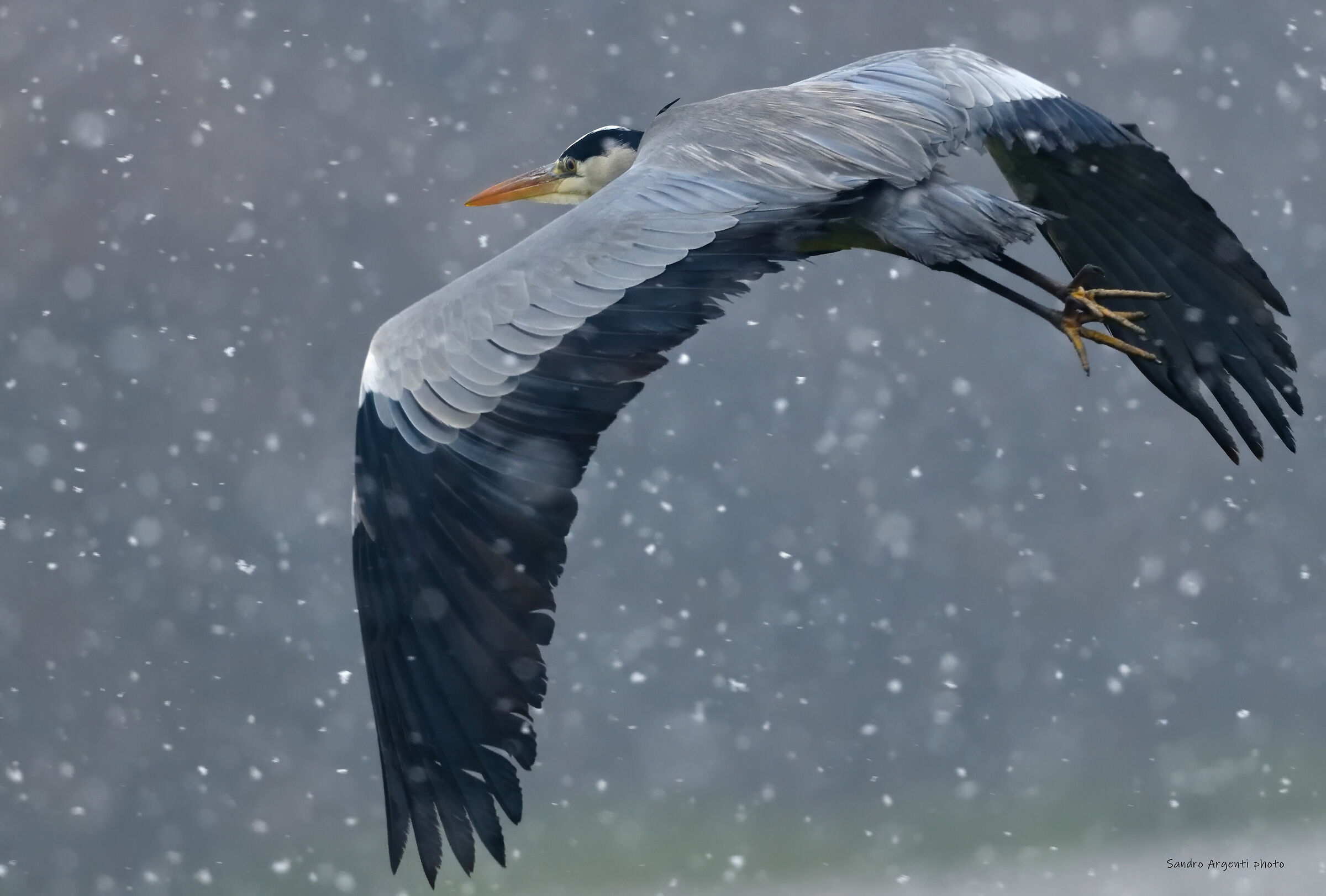 Airone in volo durante una fitta nevicata.