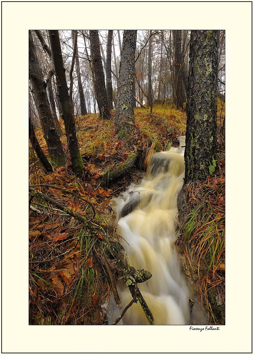 Con la pioggia nel bosco