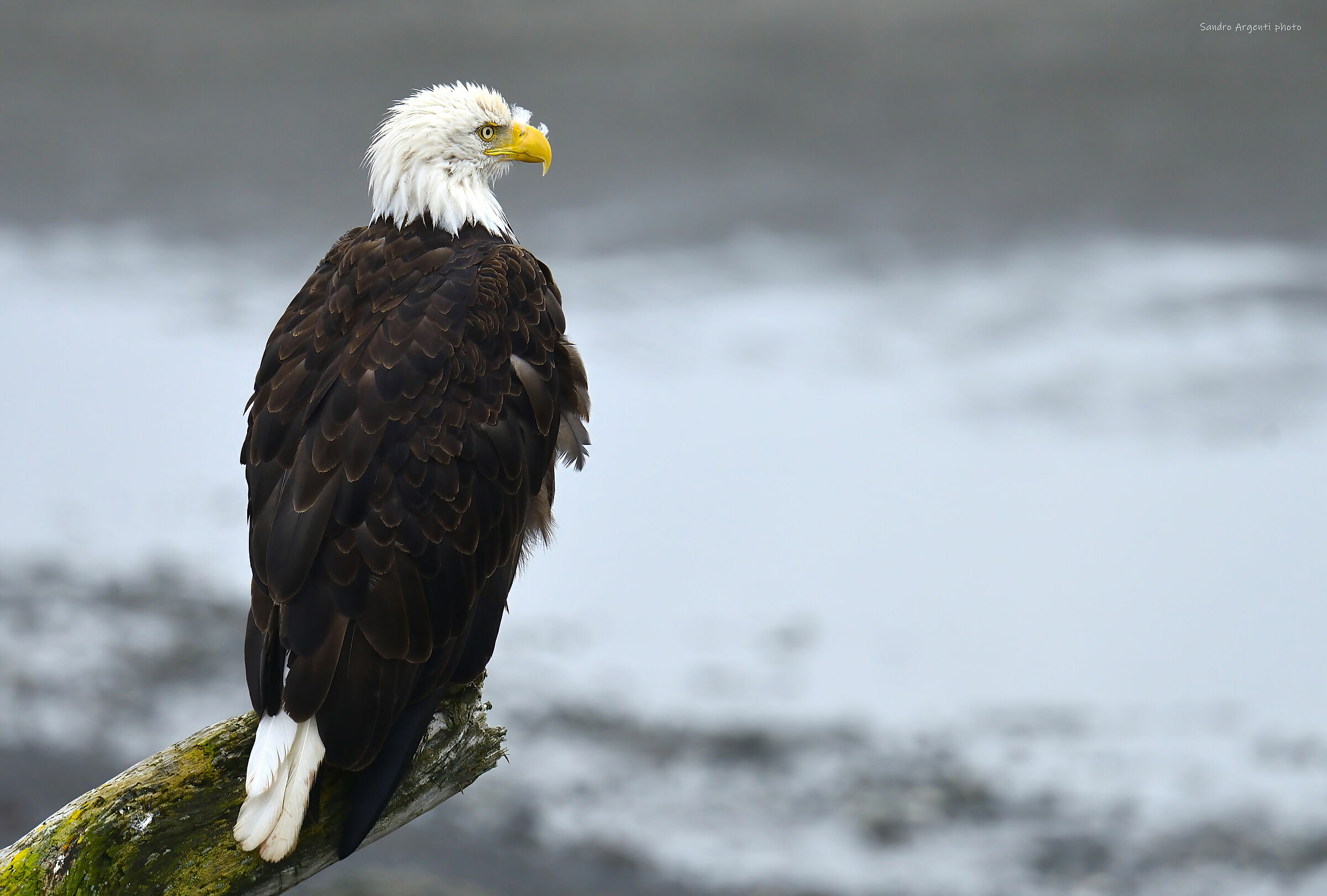 Lo sguardo attento dell'Aquila di mare testabianca.