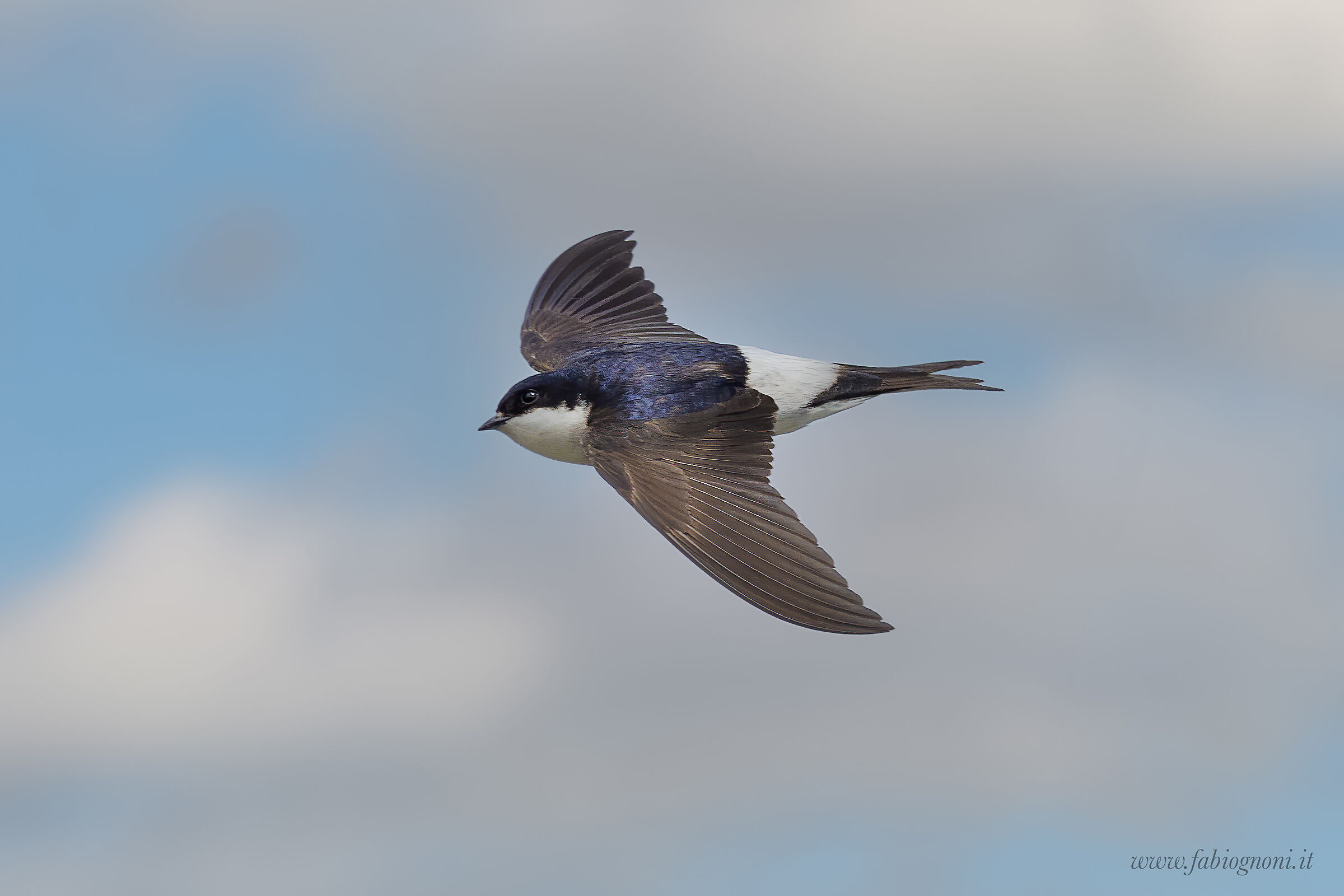 Balestruccio in volo