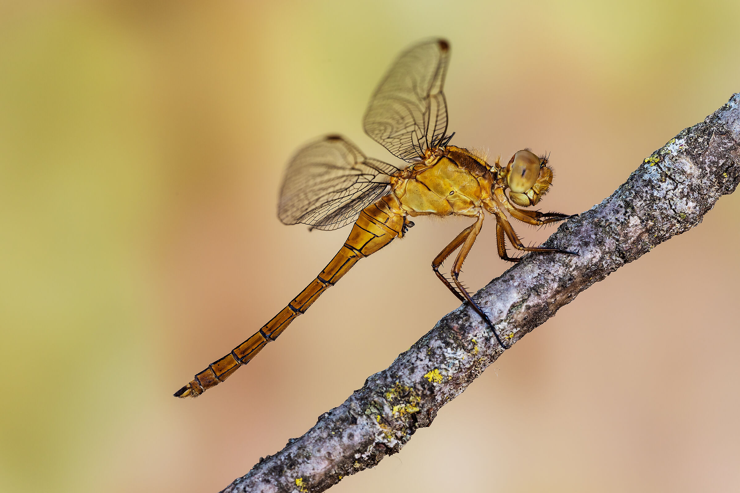 Orthetrum coerulescens