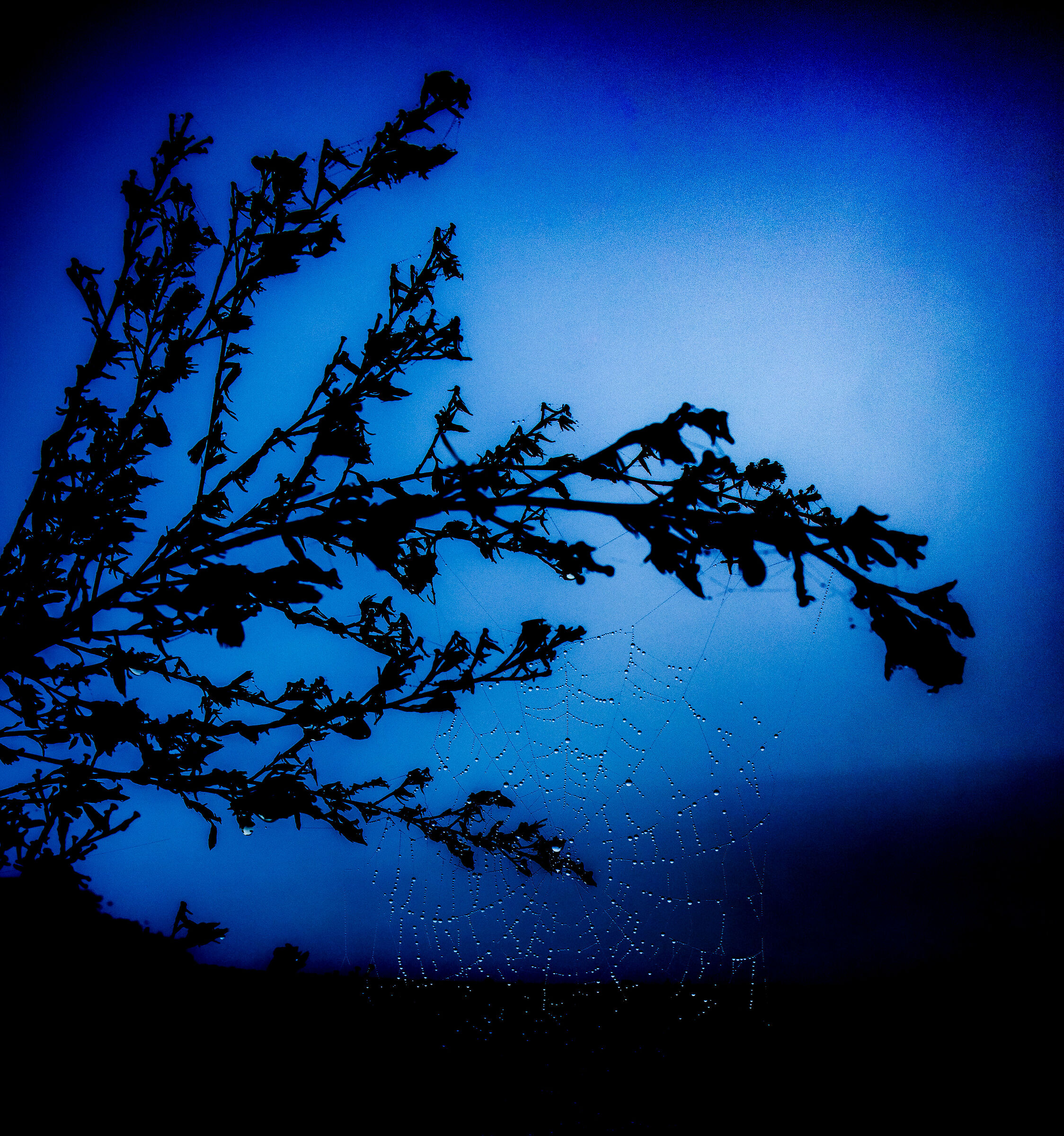 Delicate and fragile, shrouded in fog