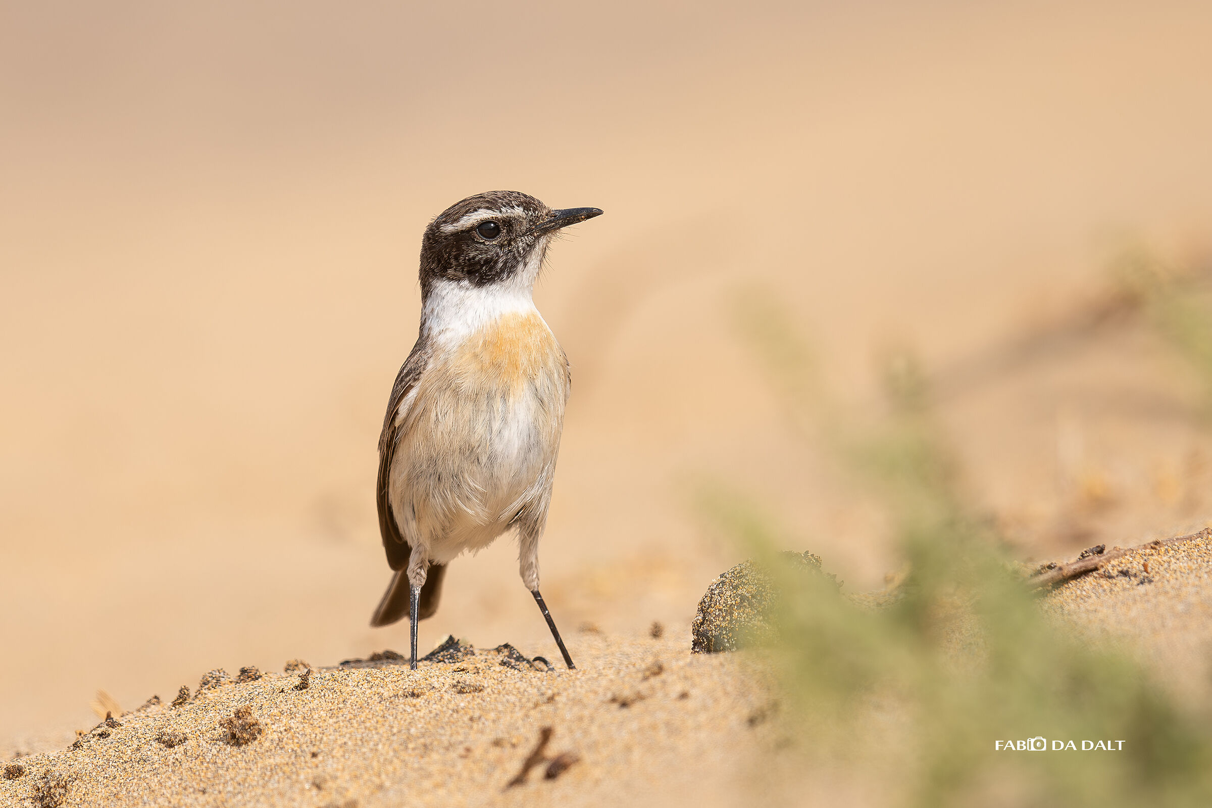 Saltimpalo delle Canarie