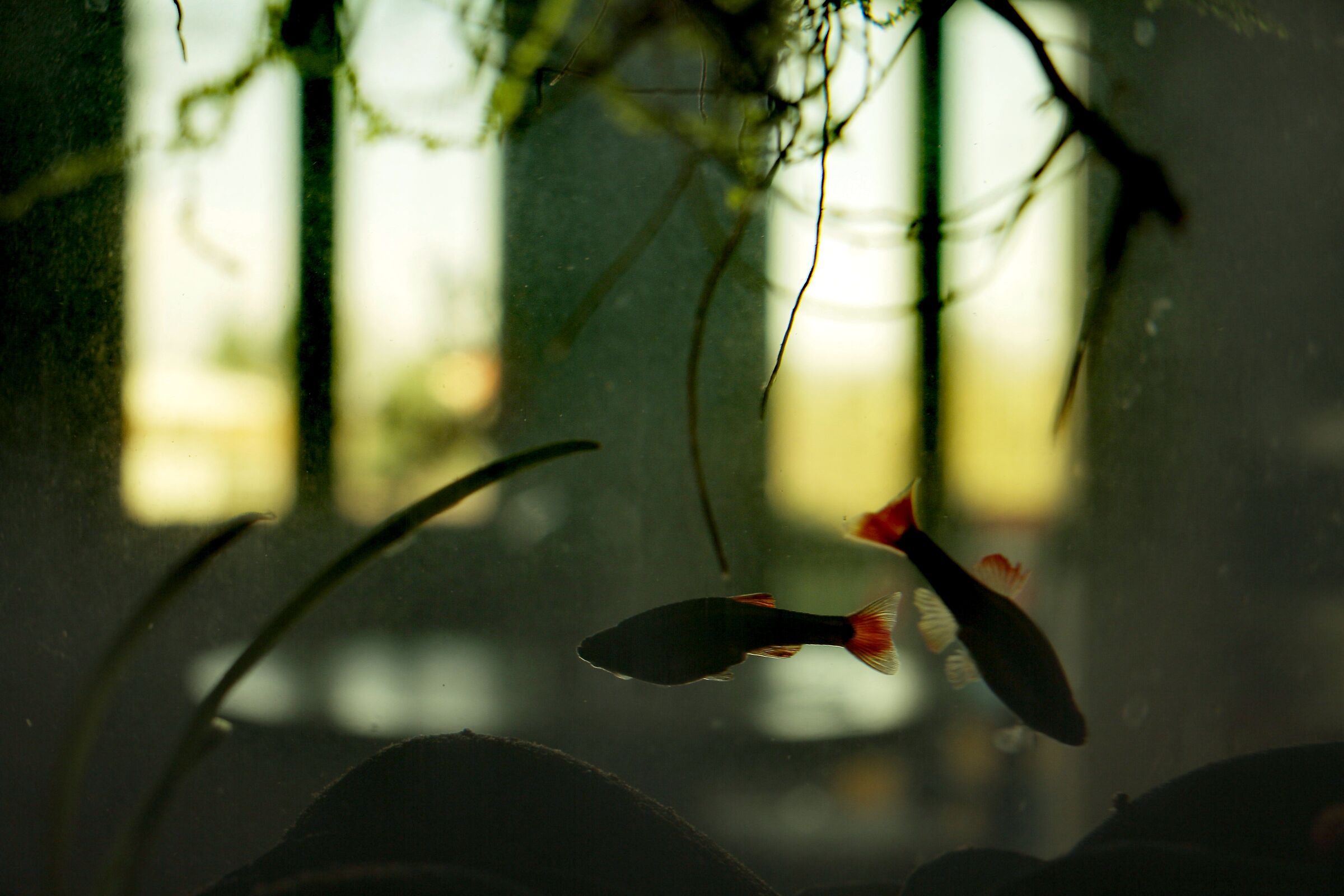 Aquarium