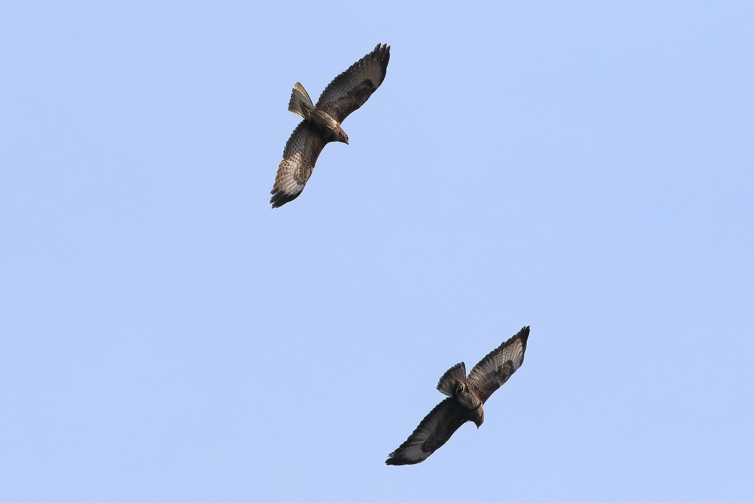 Buzzards 27 March 2022 - 0106