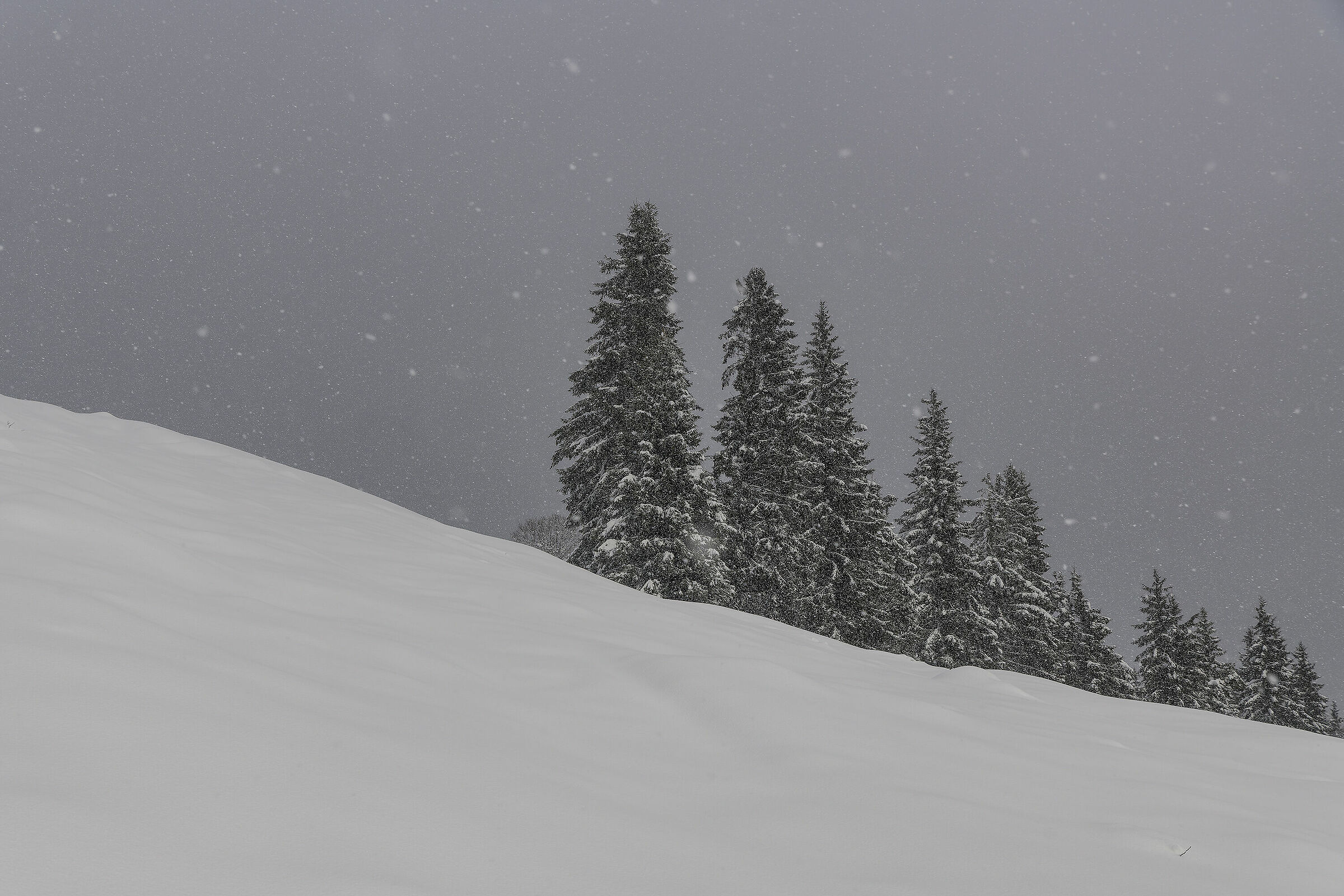 Today it's snowing ( finally )