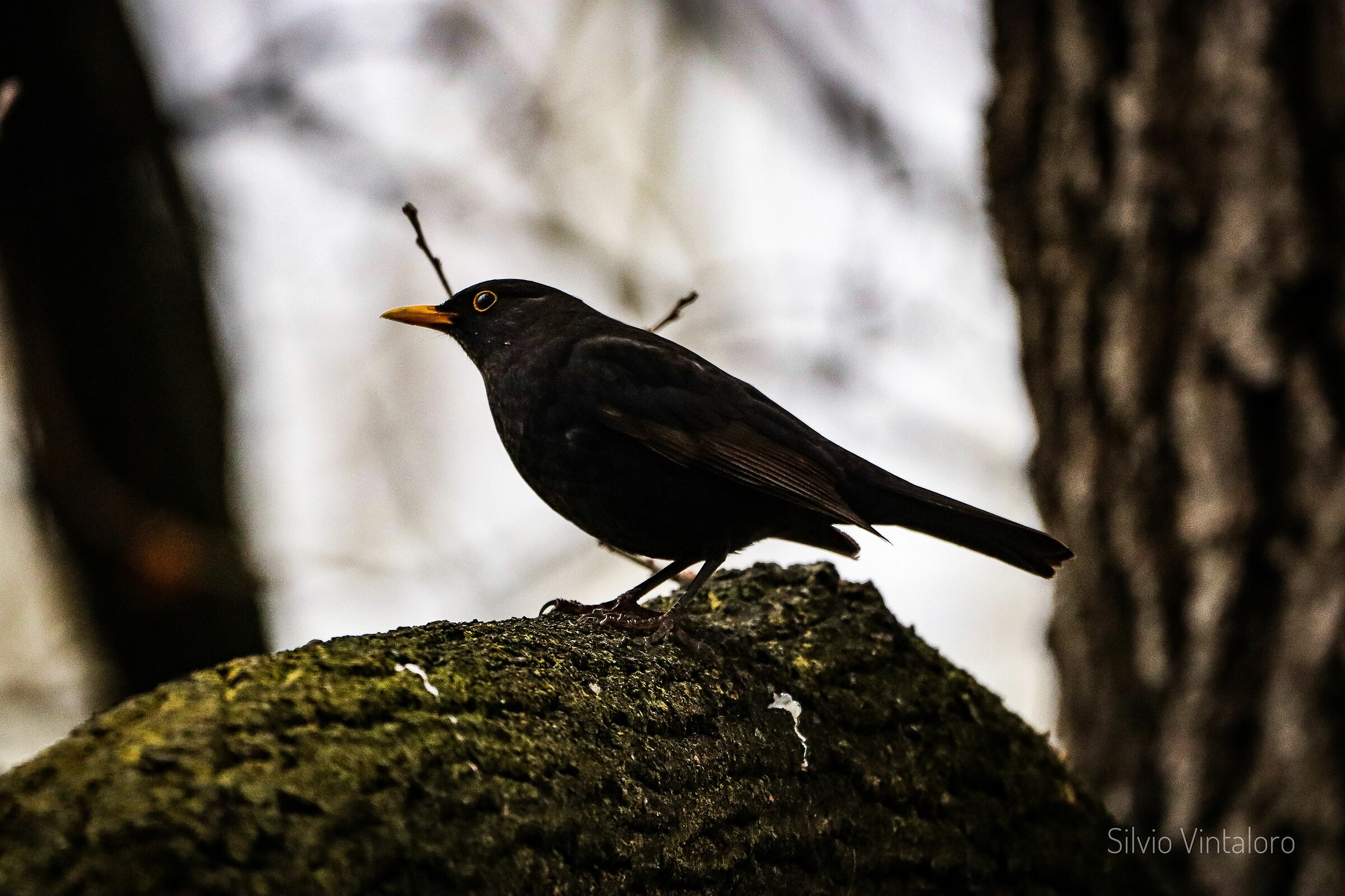 Blackbird