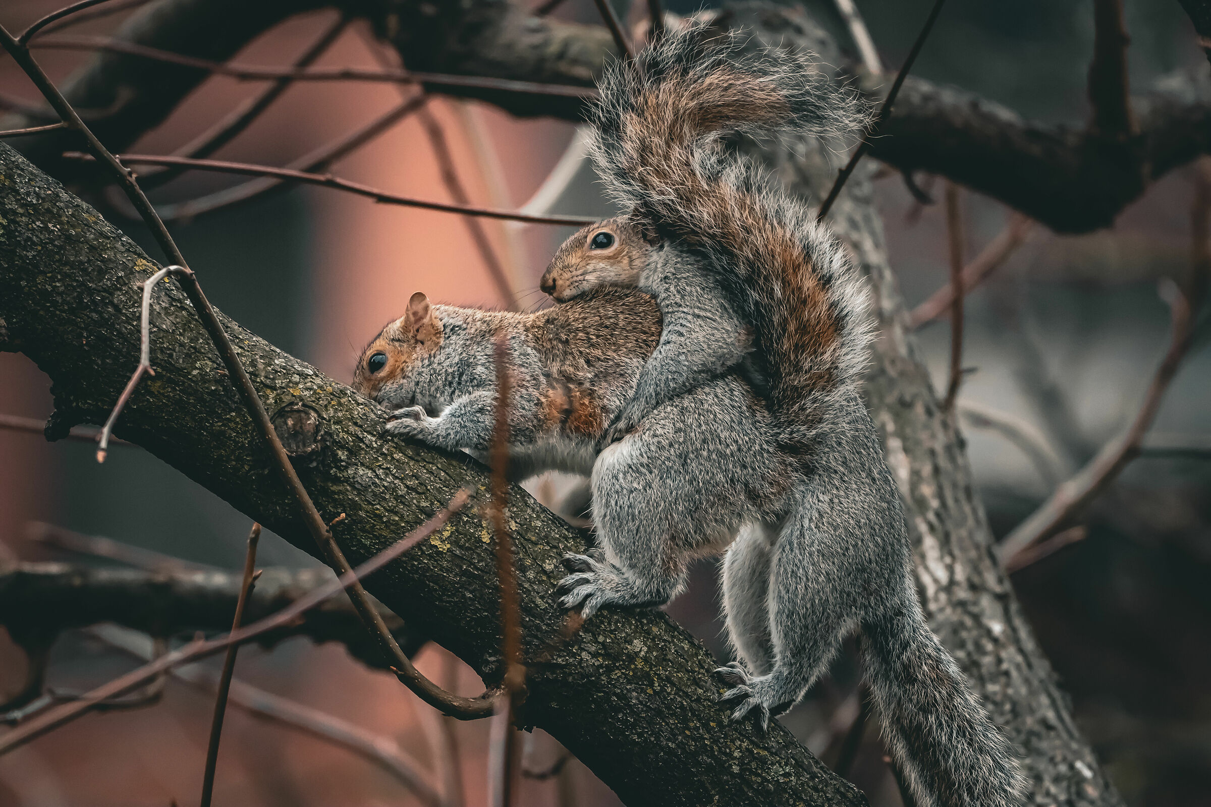 Squirrels forbidden to minors.