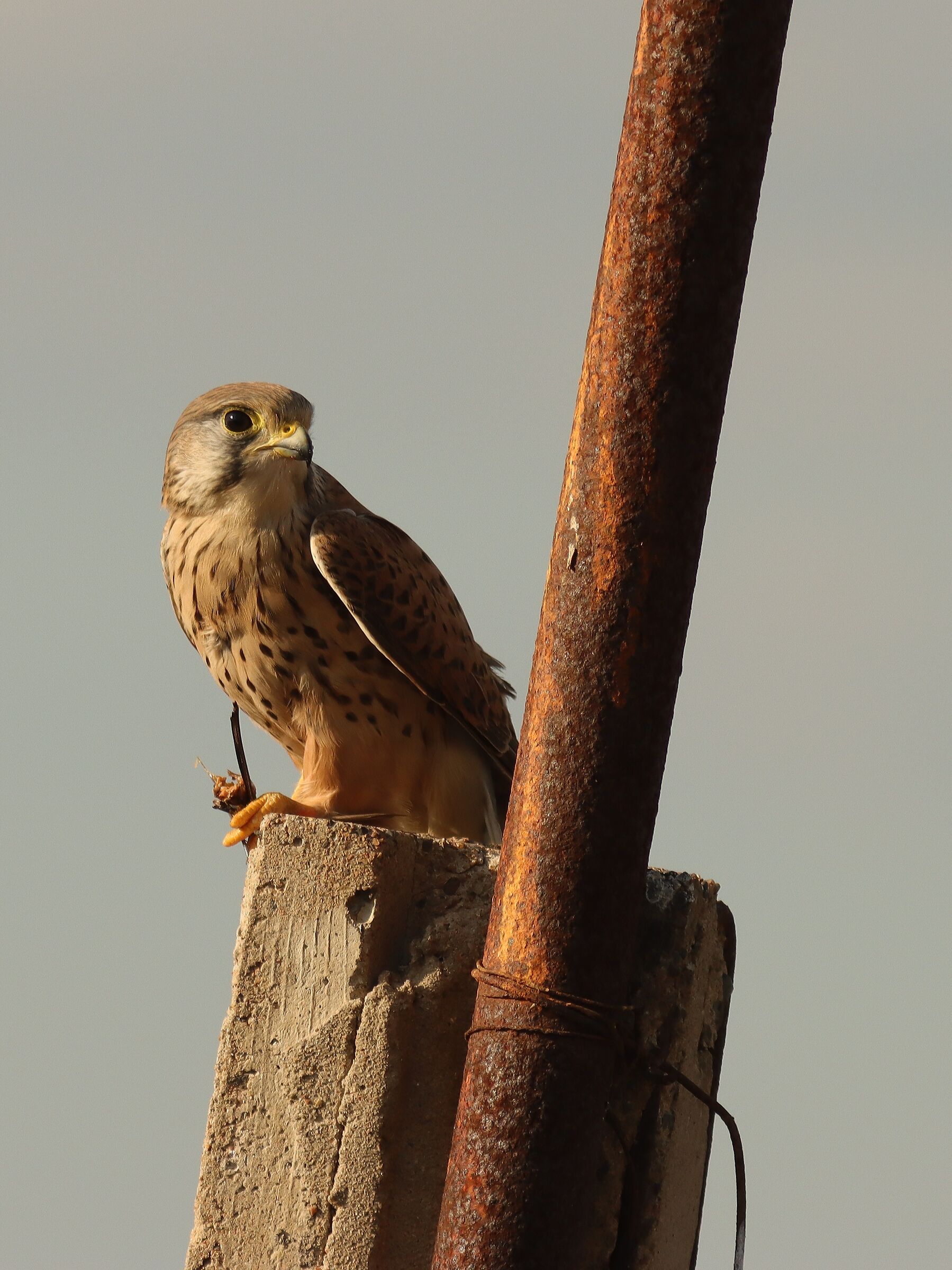 Gheppio con preda (cavalletta)