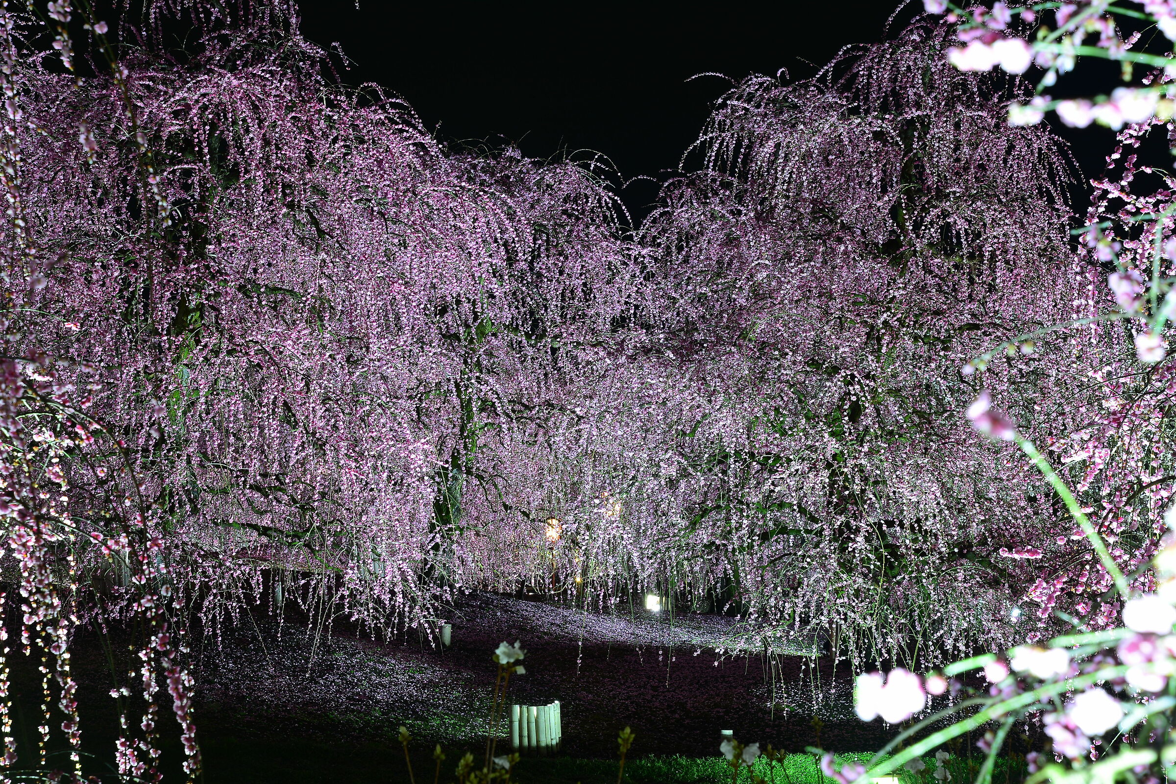 Weeping Plum