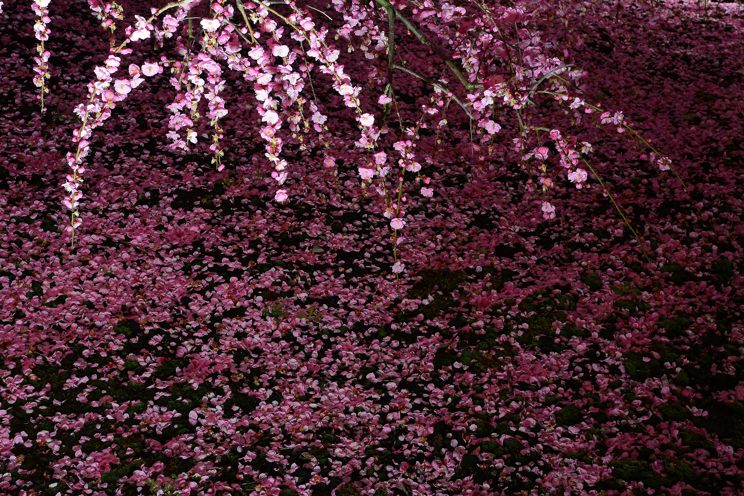 Weeping Plum