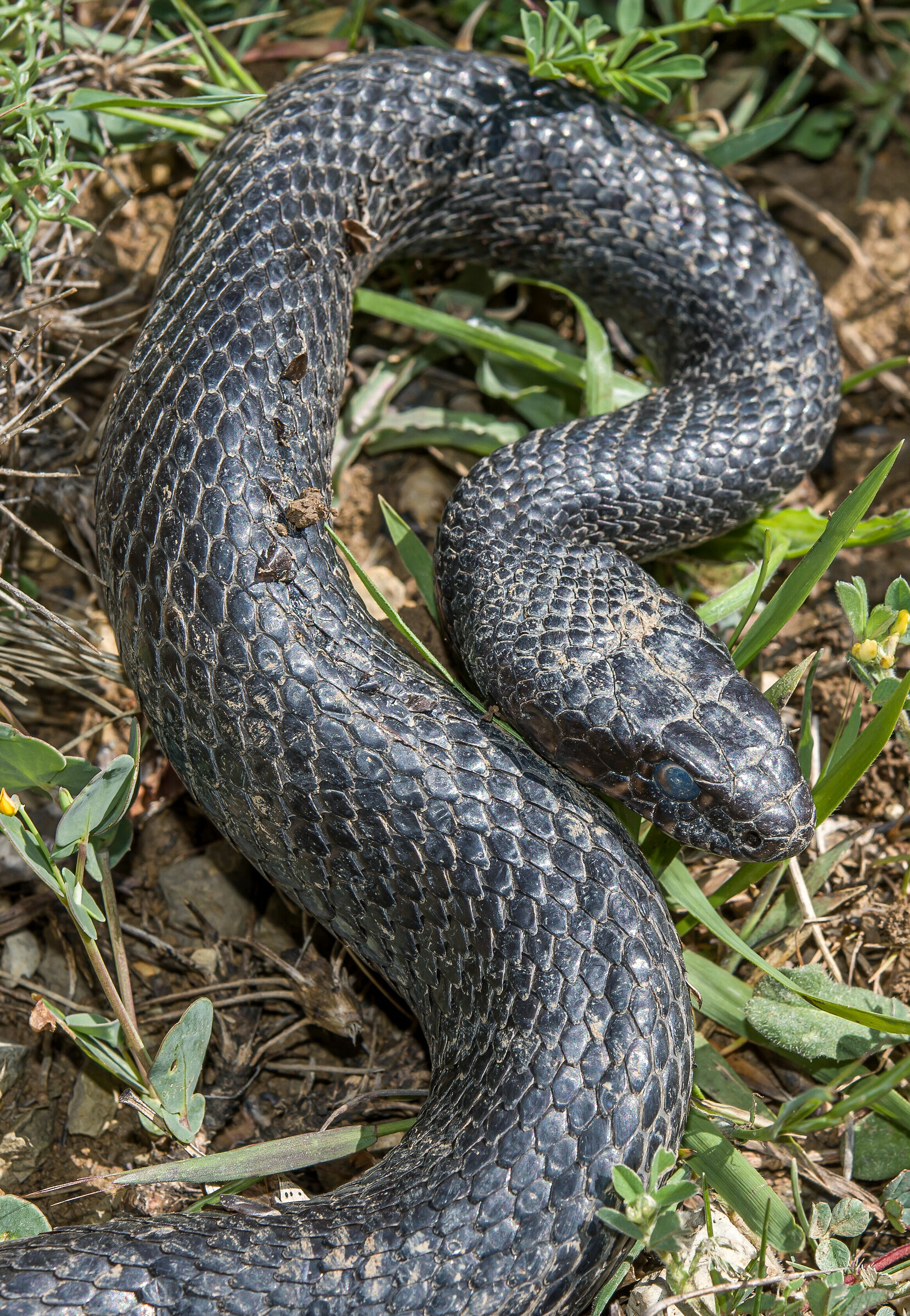Hierophis viridiflavus sub Carbonarius, the Black Snake