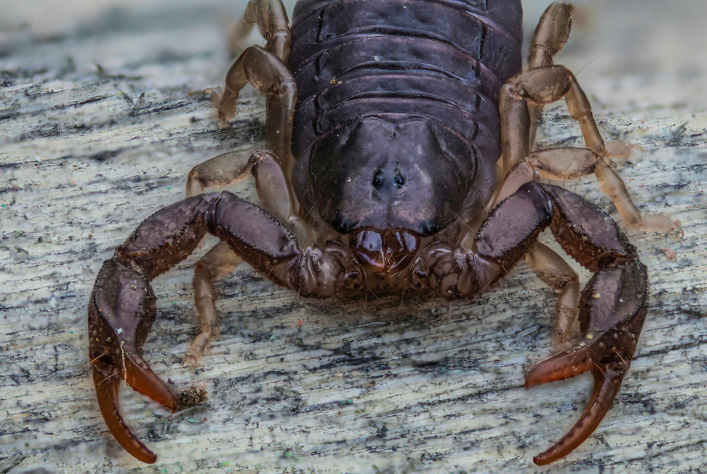 Baby Scorpion