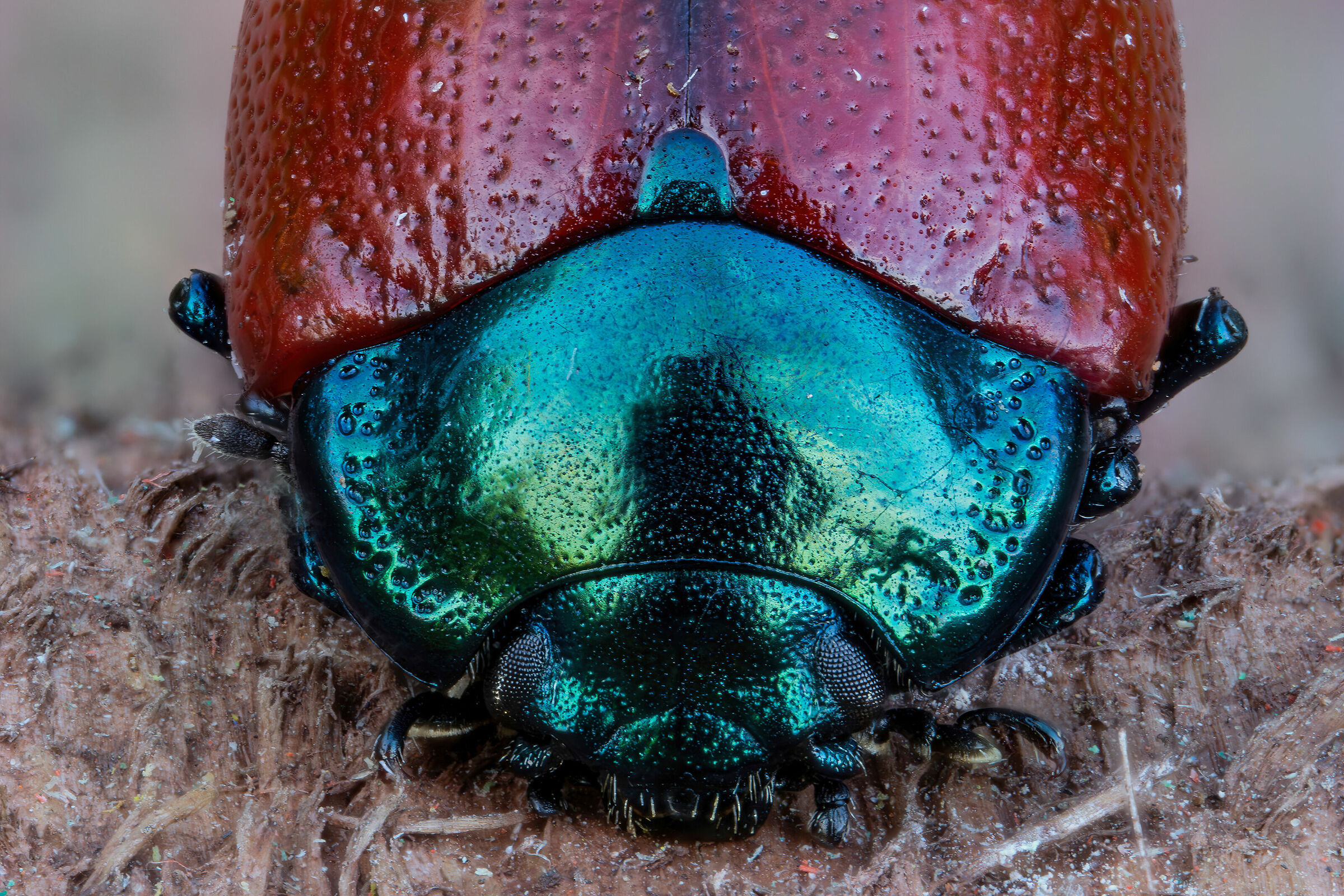 Chrysolina grossa