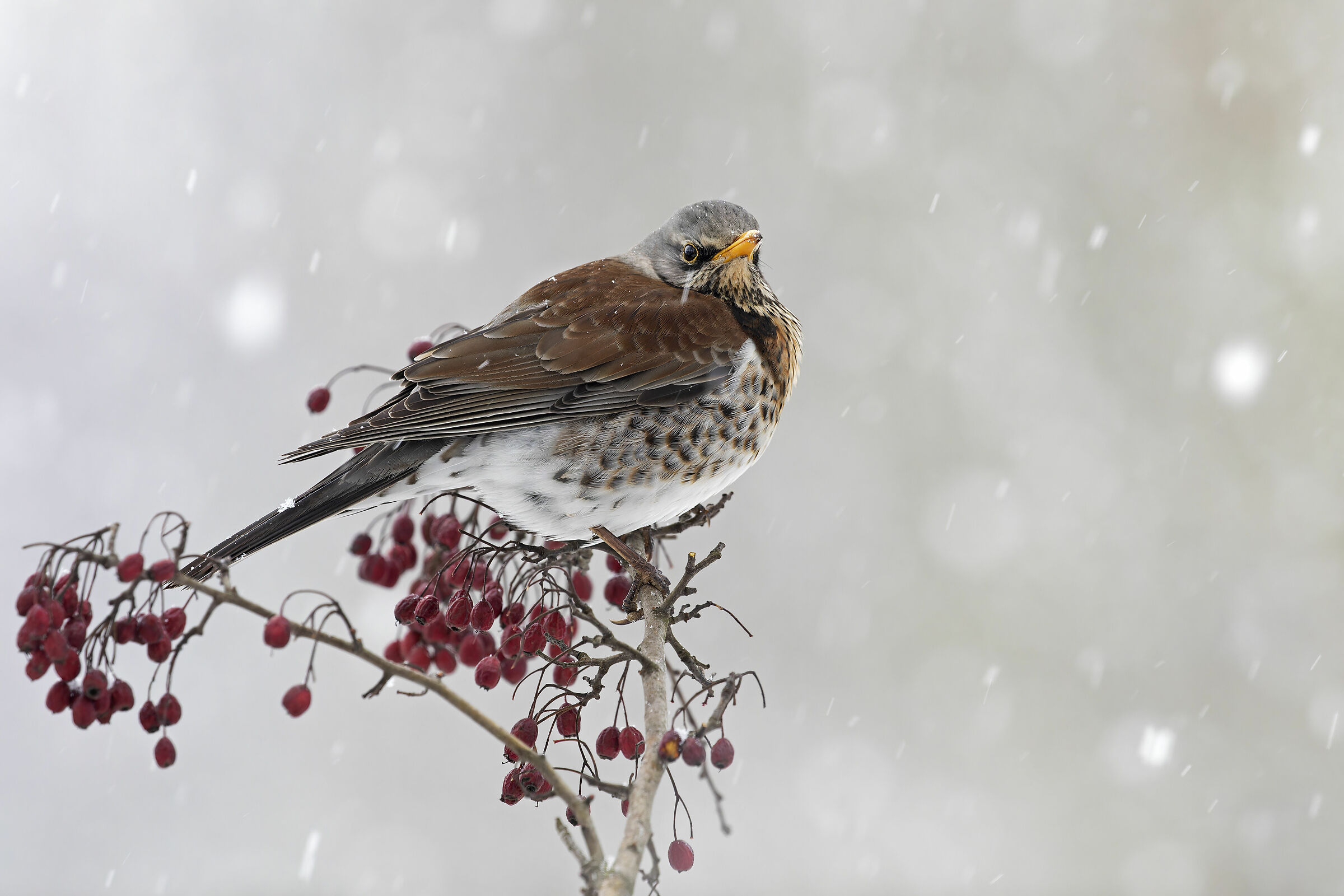 Fieldfare