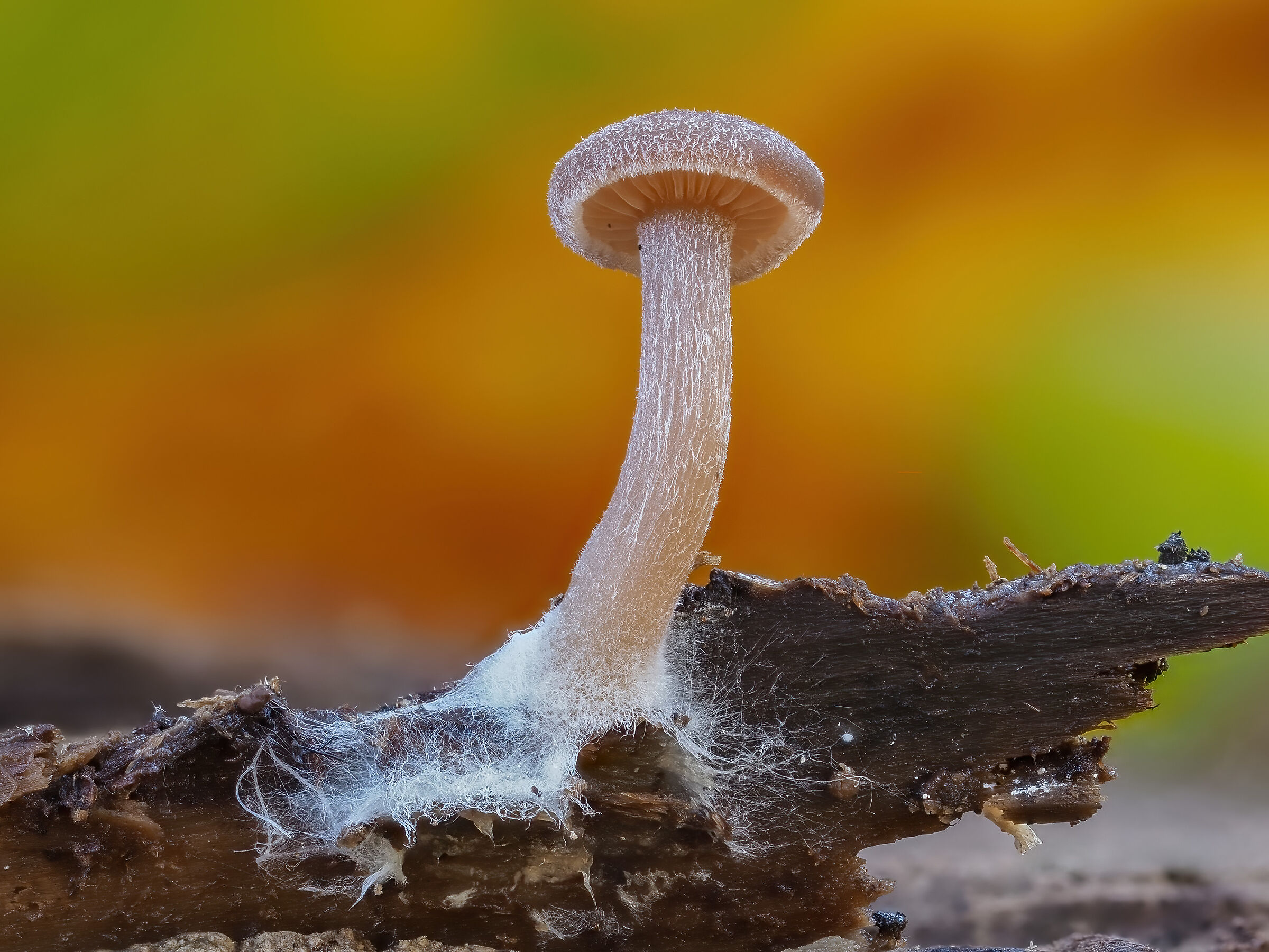 Il piccoletto del bosco..