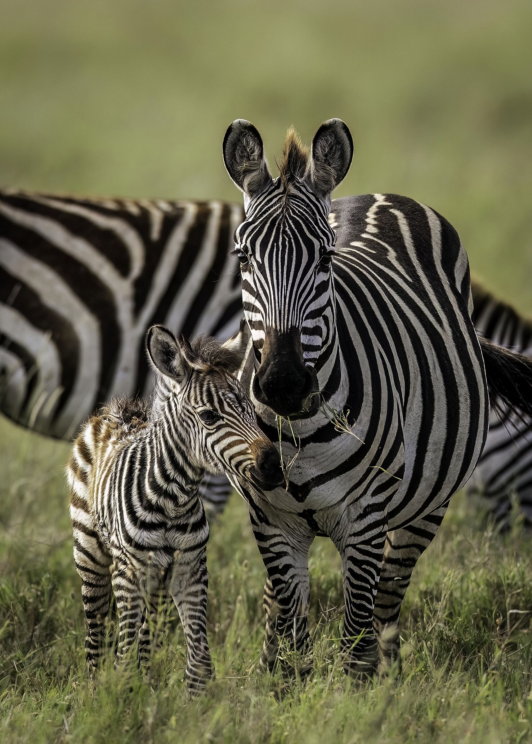 Che bella famiglia ...