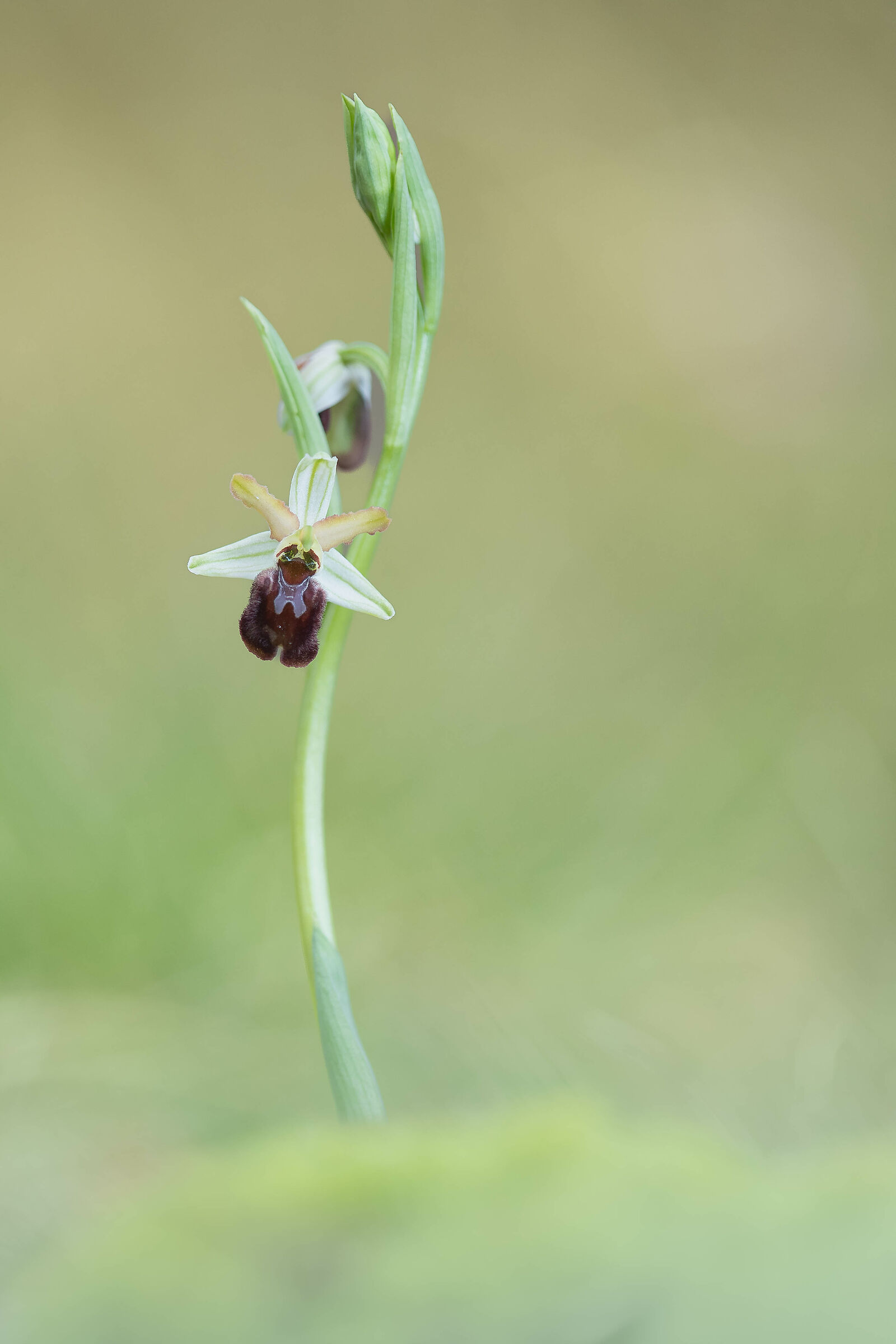 Ophrys Classica