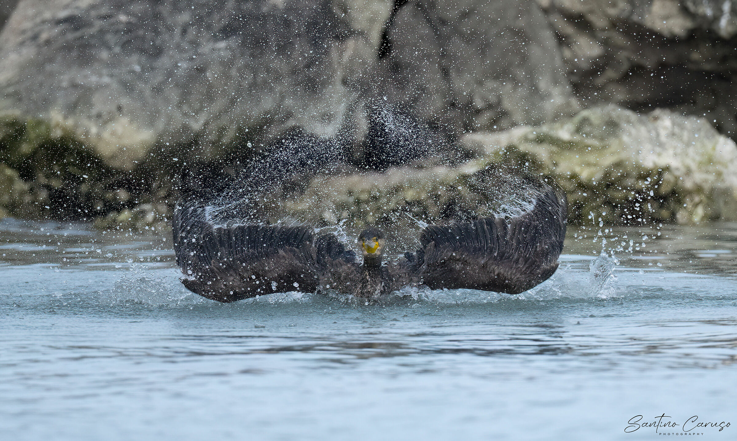 cormorant