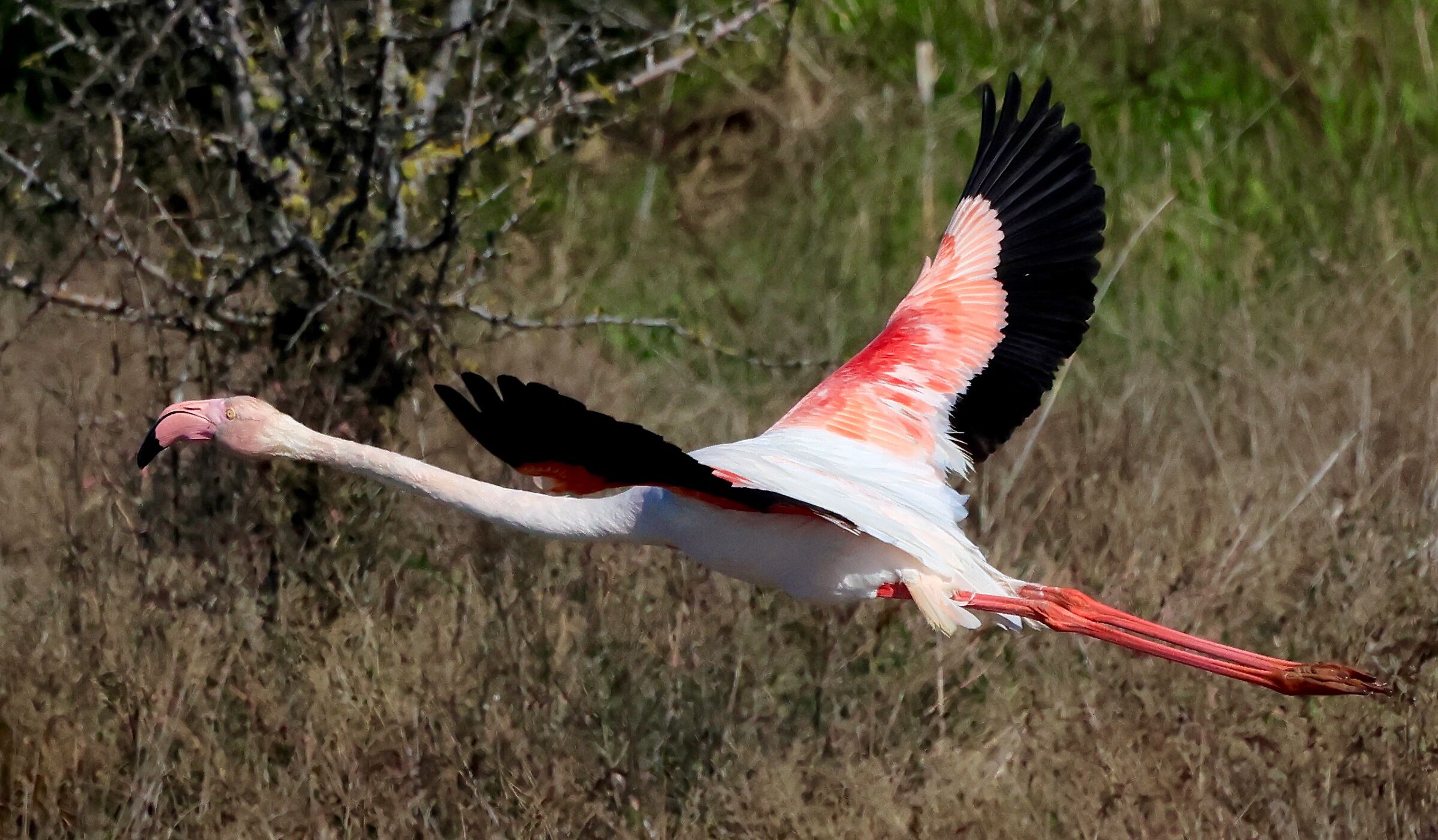 flamingo in flight