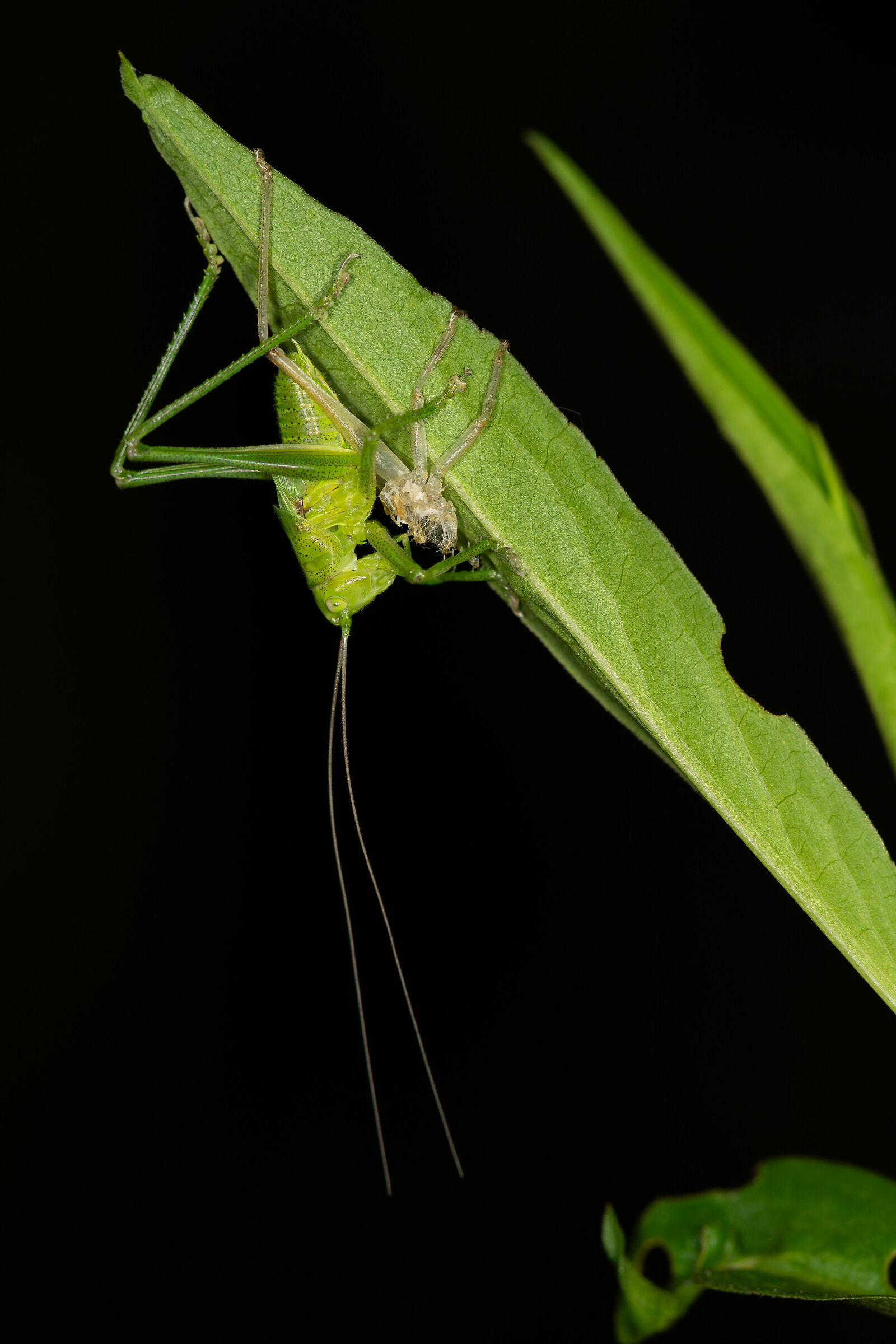 La muta della Tettigonia viridissima, 7