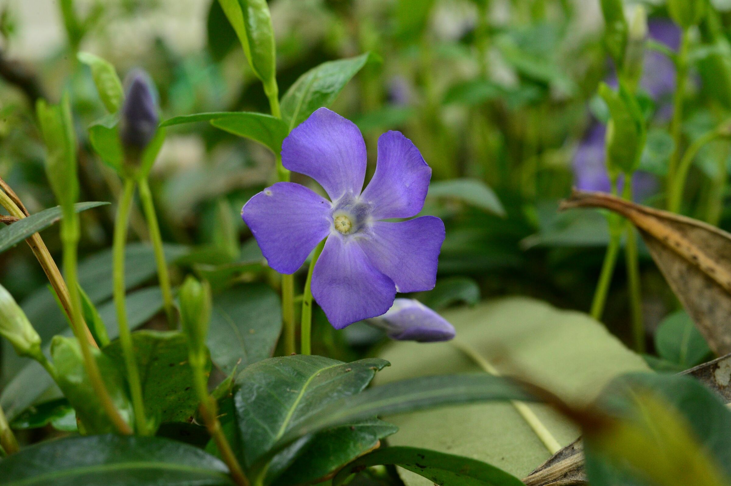 primavera incipiente