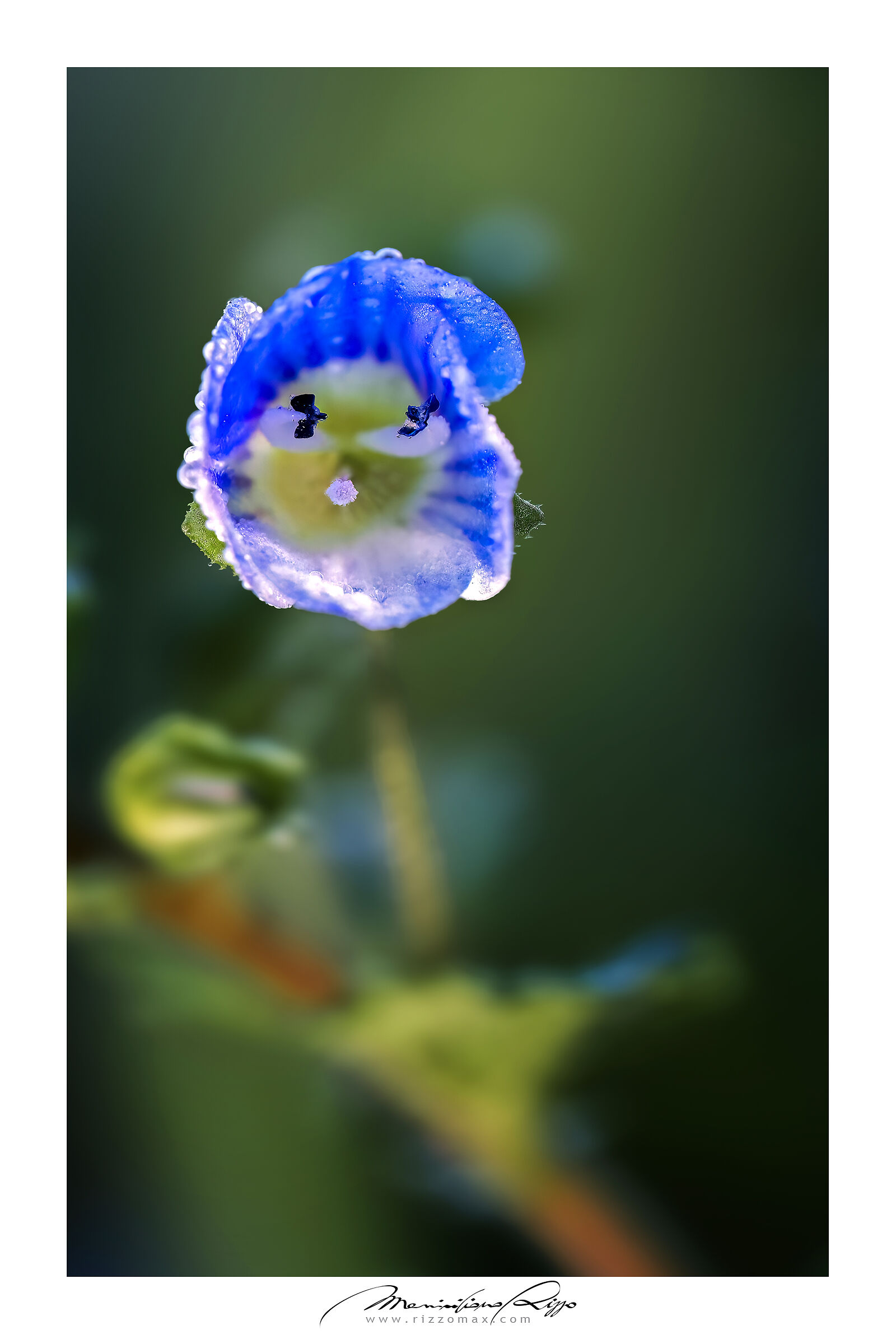 Come una "signorina" truccata e ammiccante!
