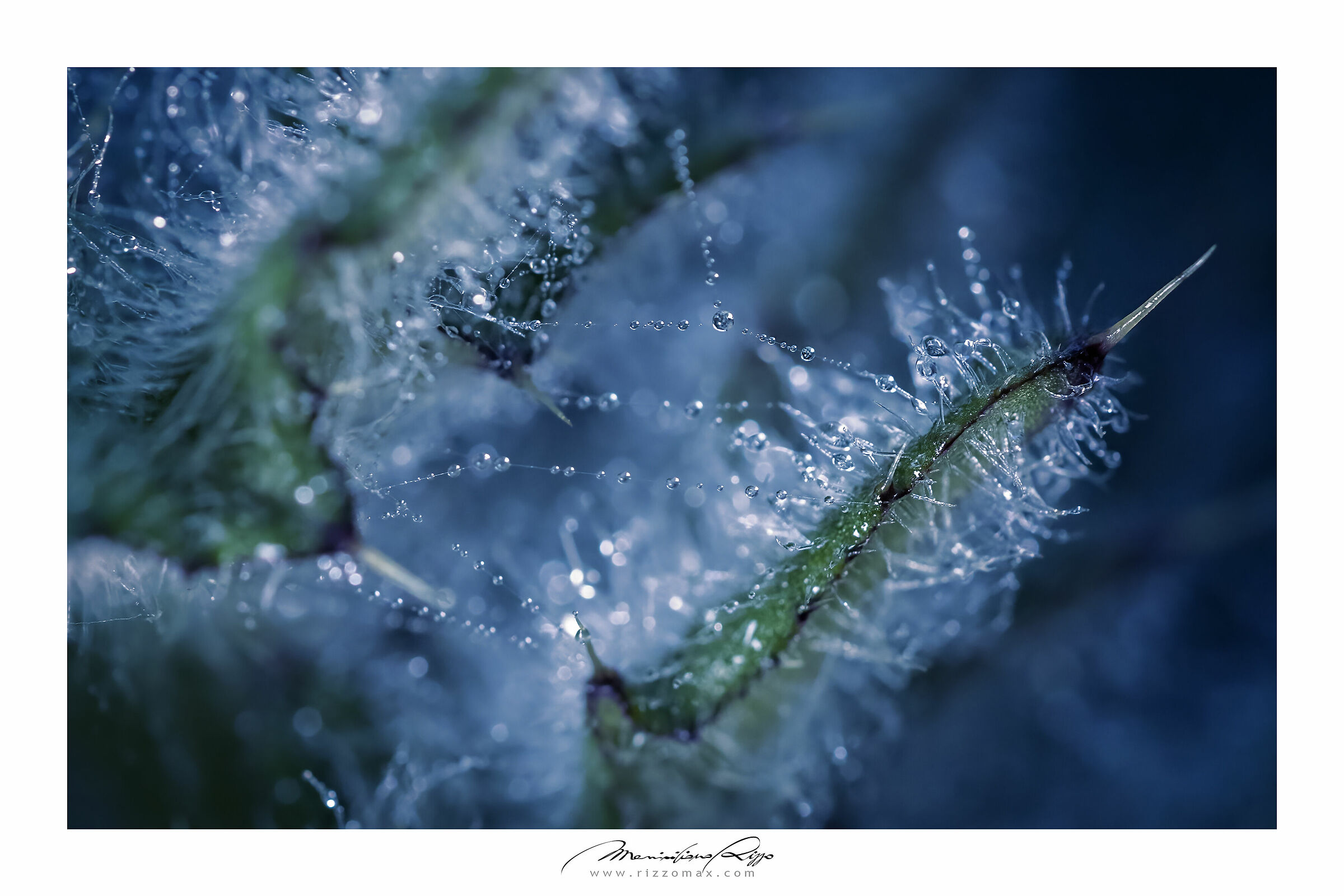 Microcosmo. Micro"legami"