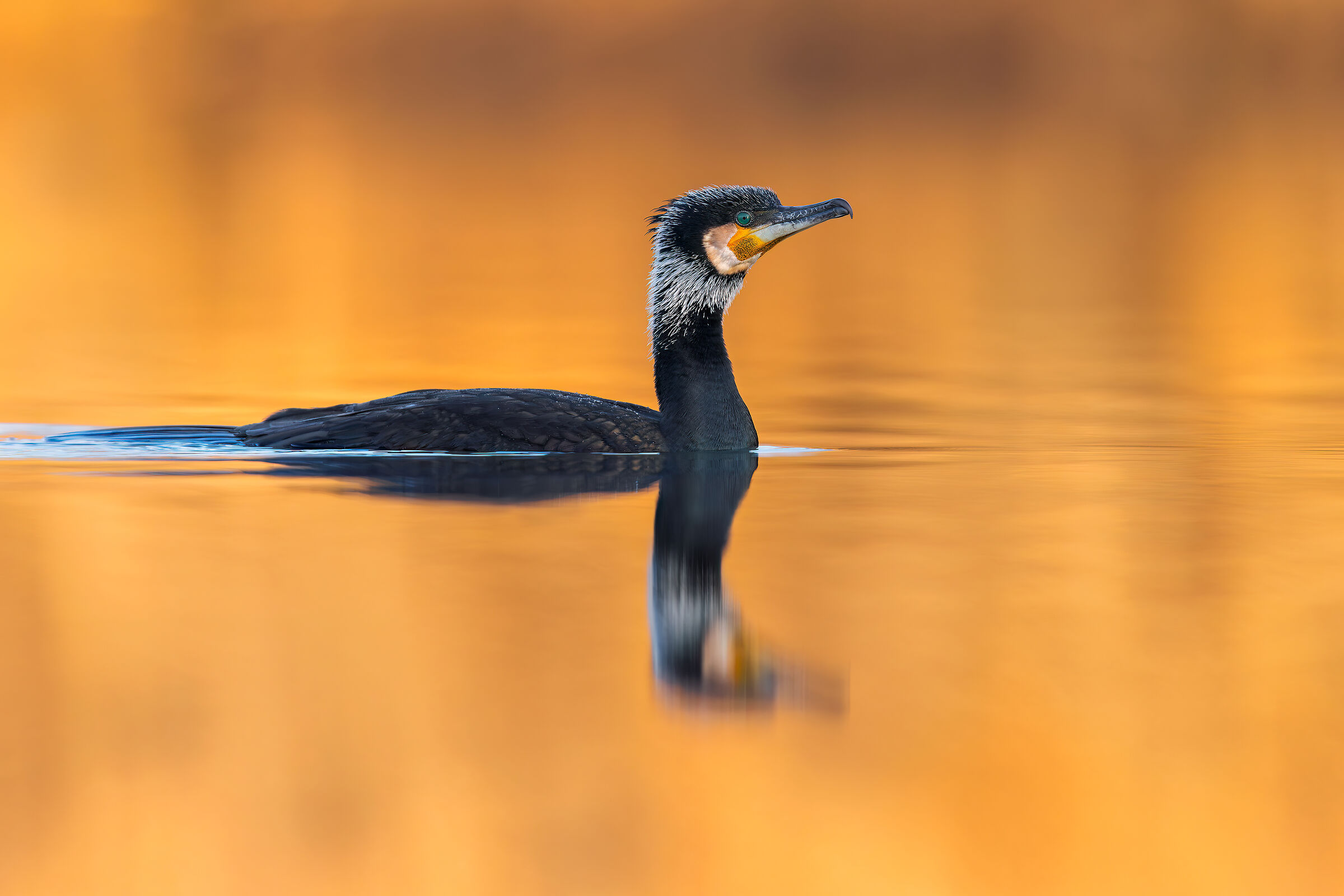 Cormorano