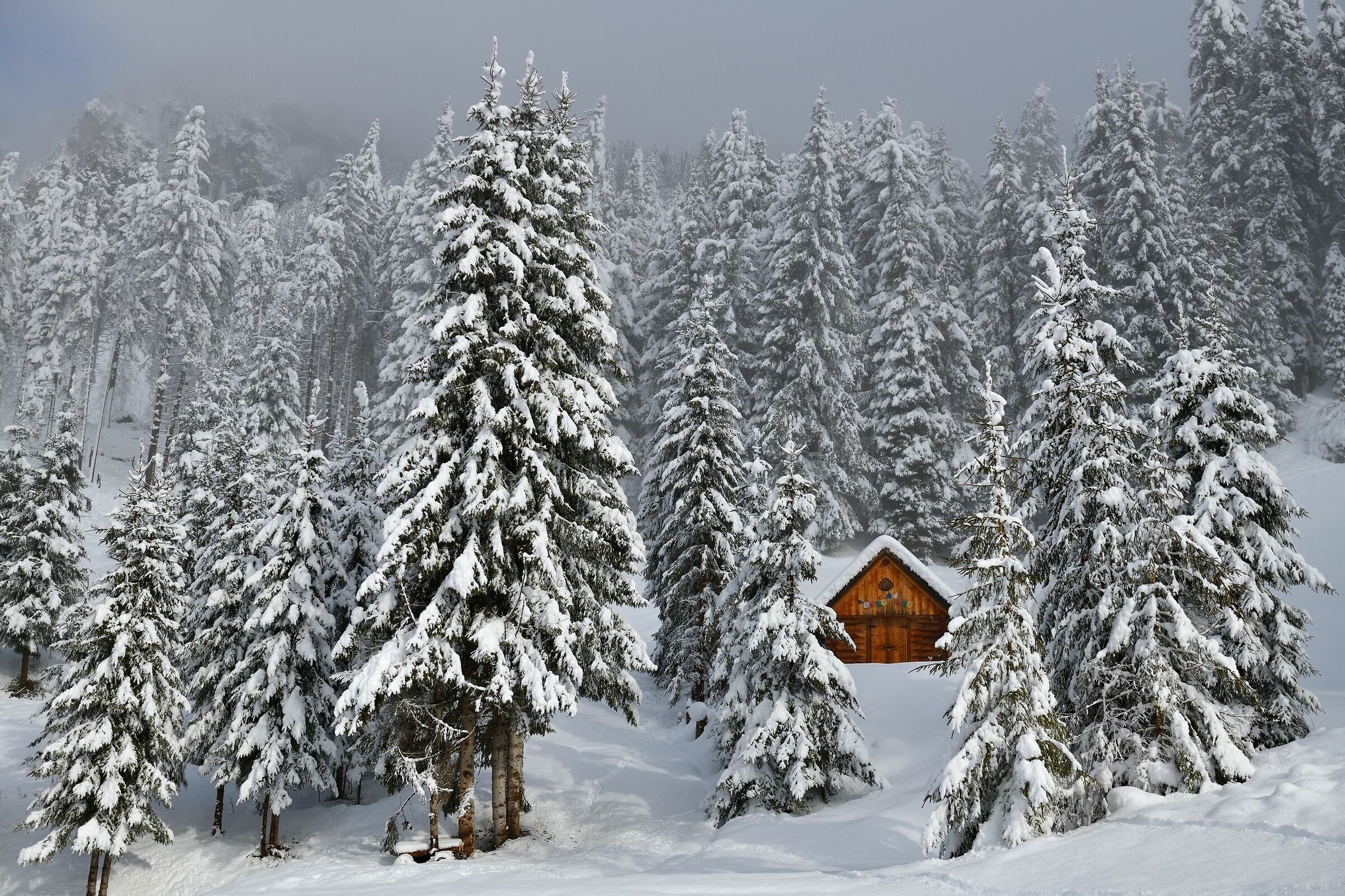 la casetta nel bosco...