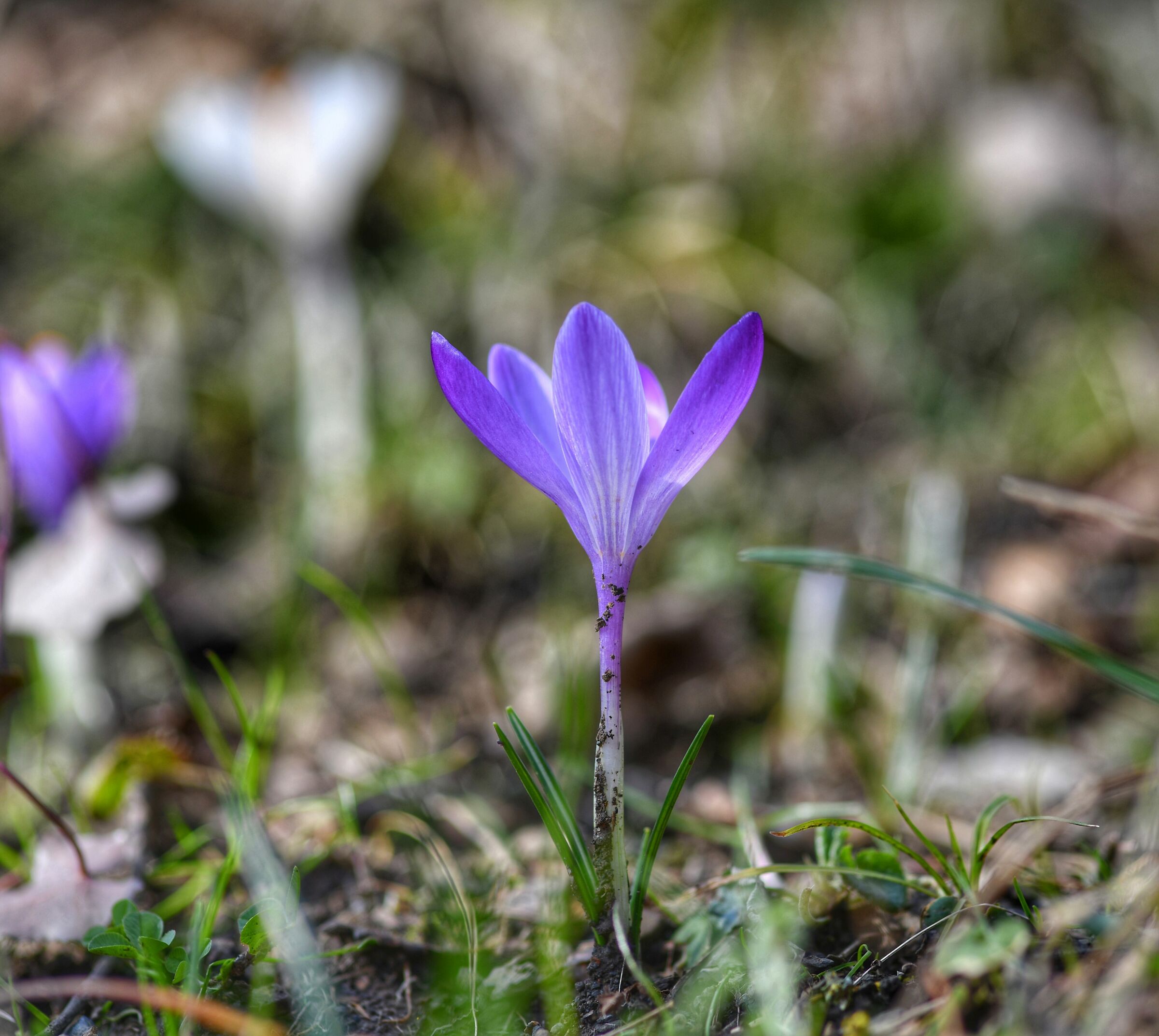 Crocus