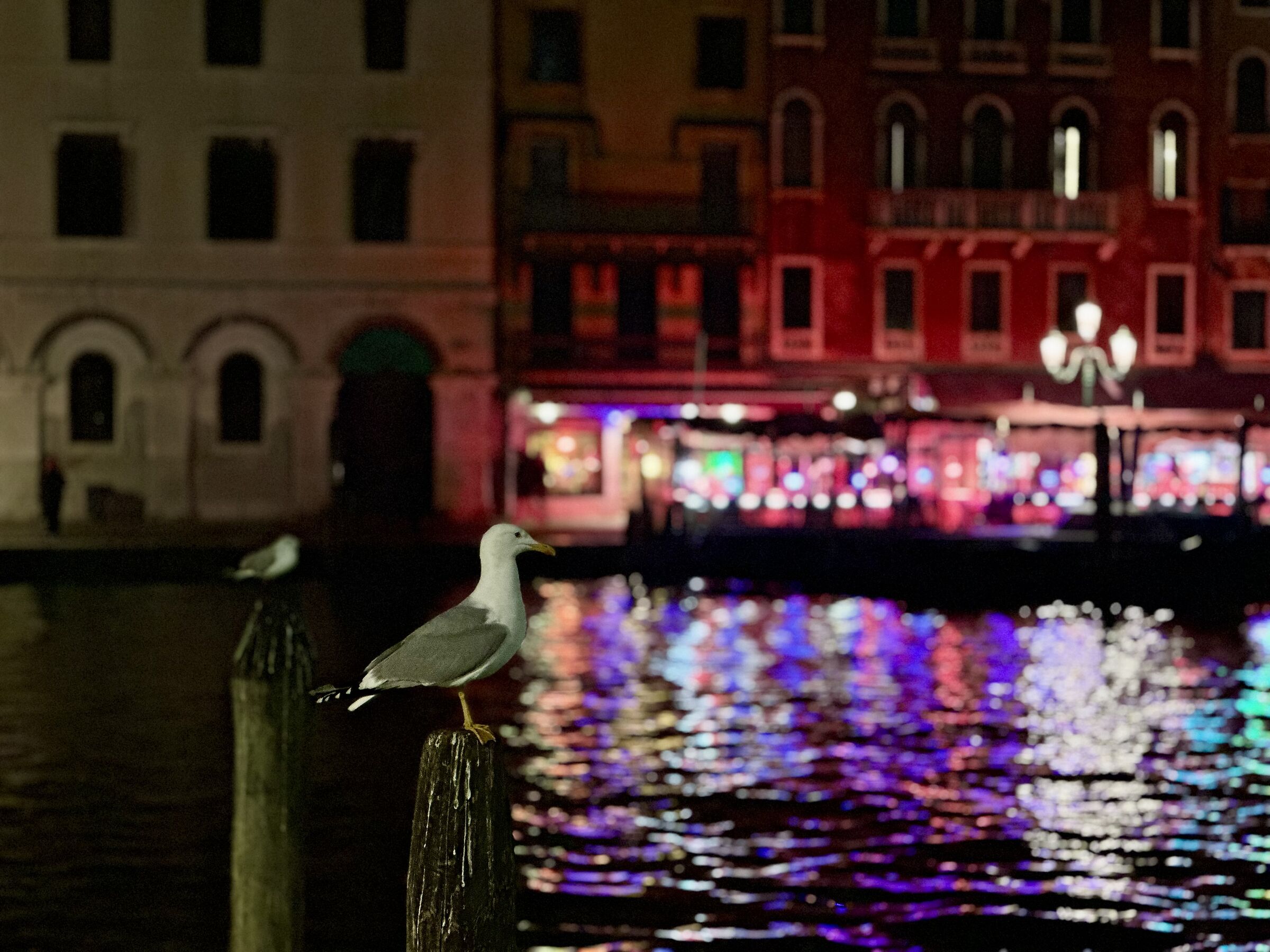 Piccioni sorveglianti